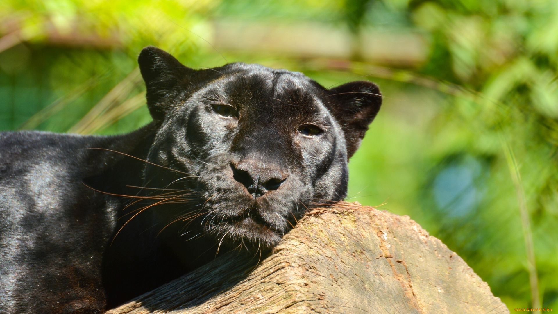 животные, пантеры, леопард, черный, кошка, морда, отдых