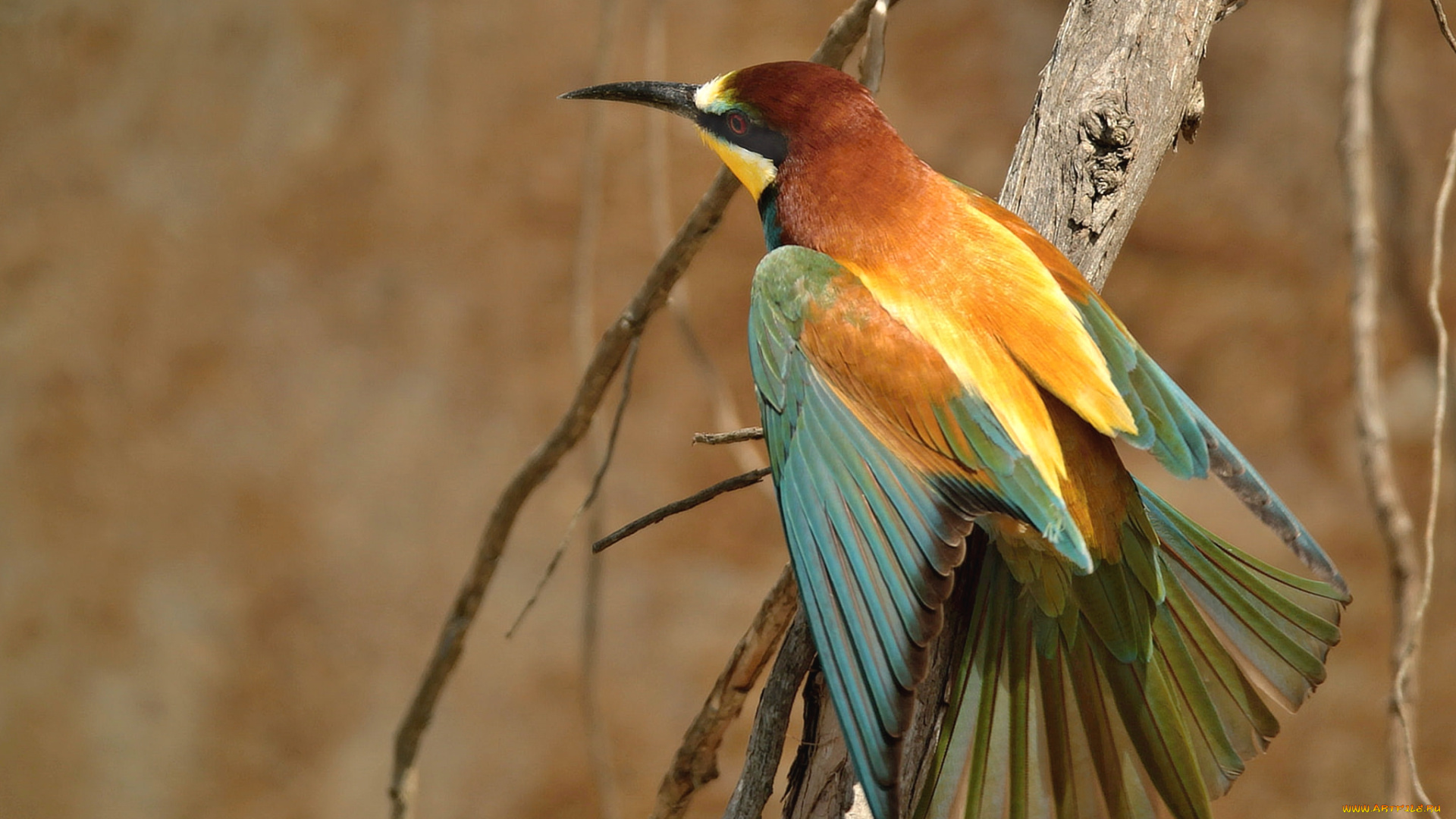 животные, щурки, , пчелоеды, пчелоед