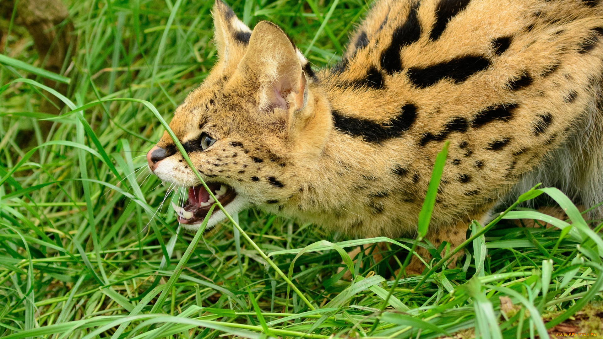 животные, сервалы, кошка, трава, морда, оскал, пасть, клыки, ярость, злость, угроза