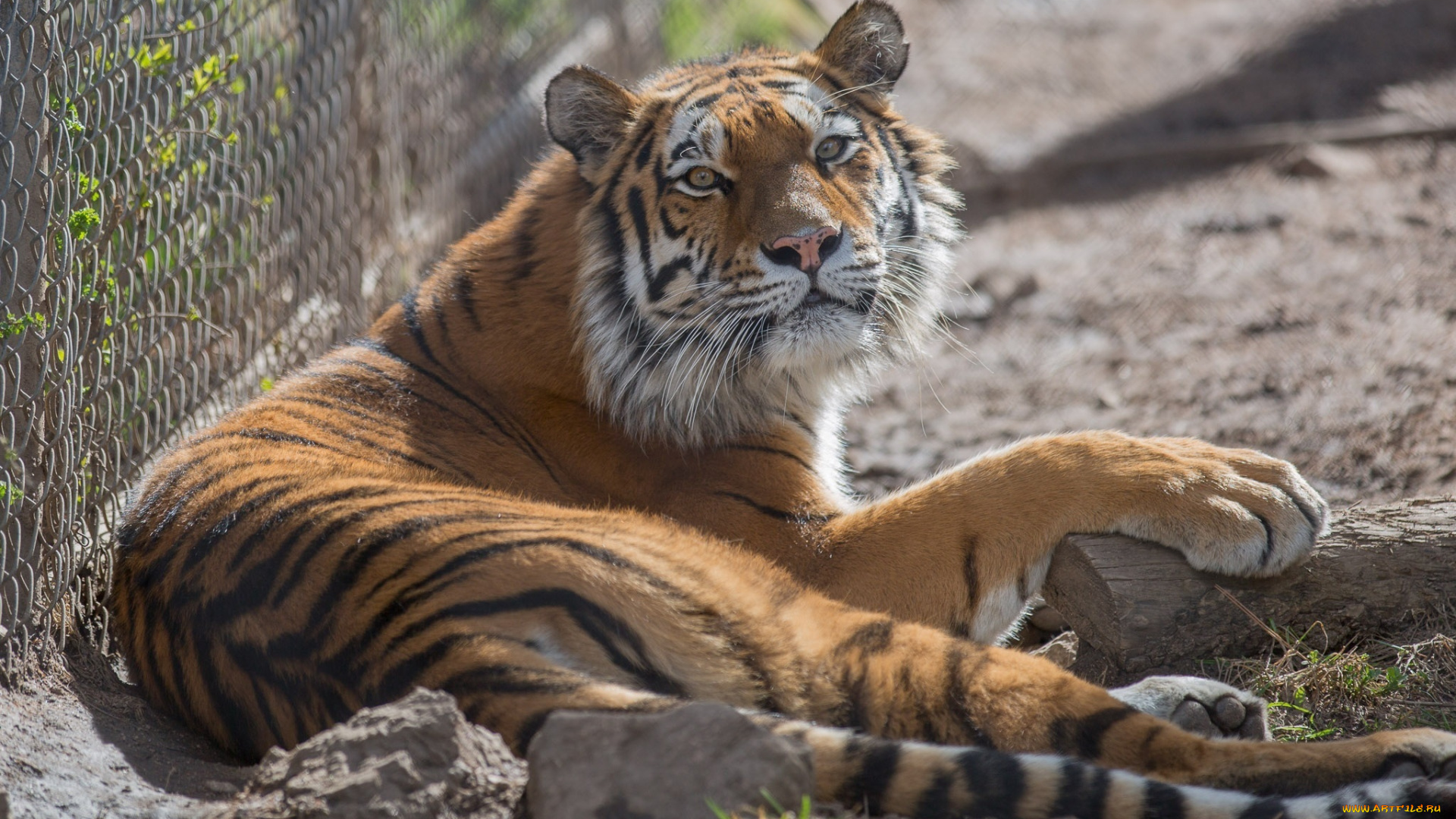 животные, тигры, кошка, морда, лежит, отдых, зоопарк
