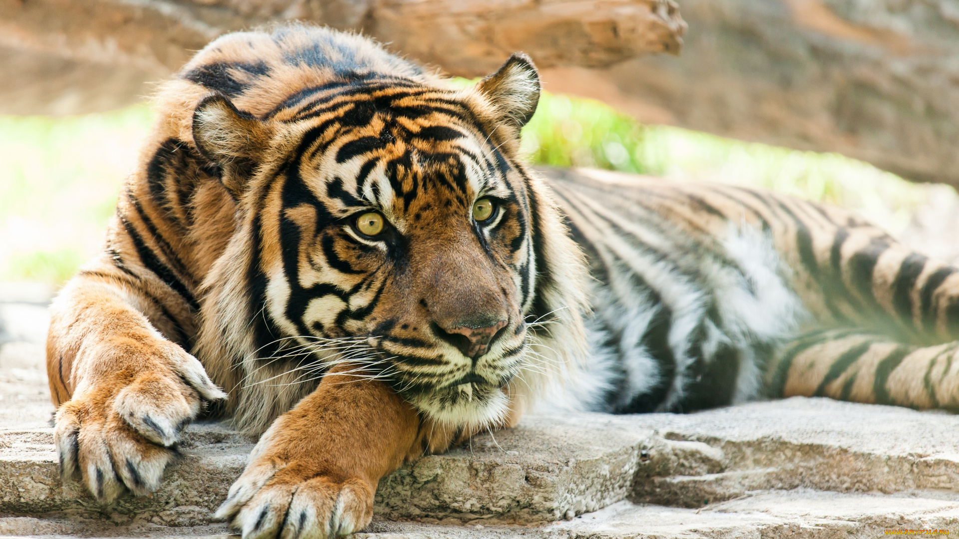 животные, тигры, кошка, отдых, лапы, морда