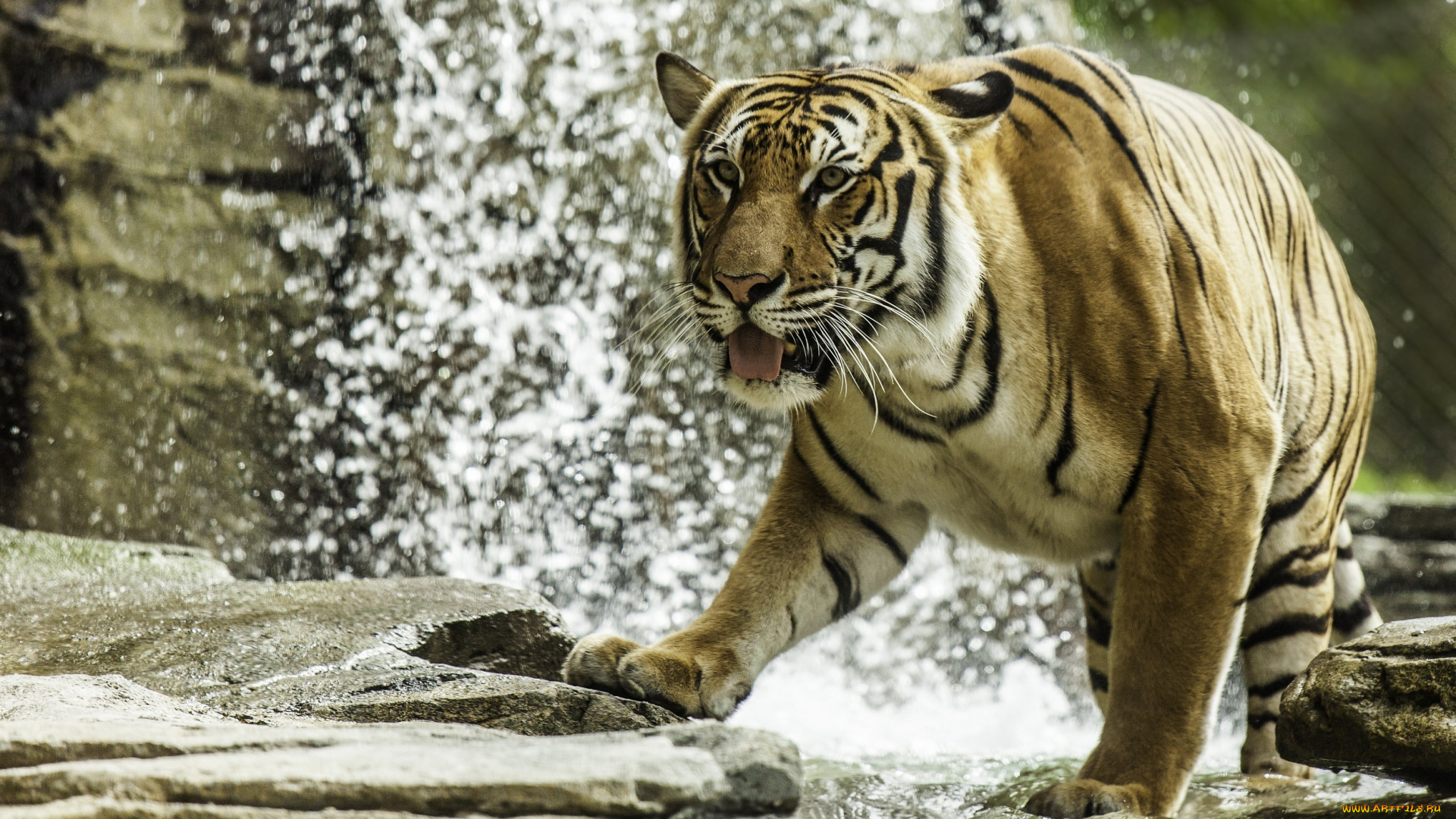 животные, тигры, купание, вода, камни, хищник, полоски