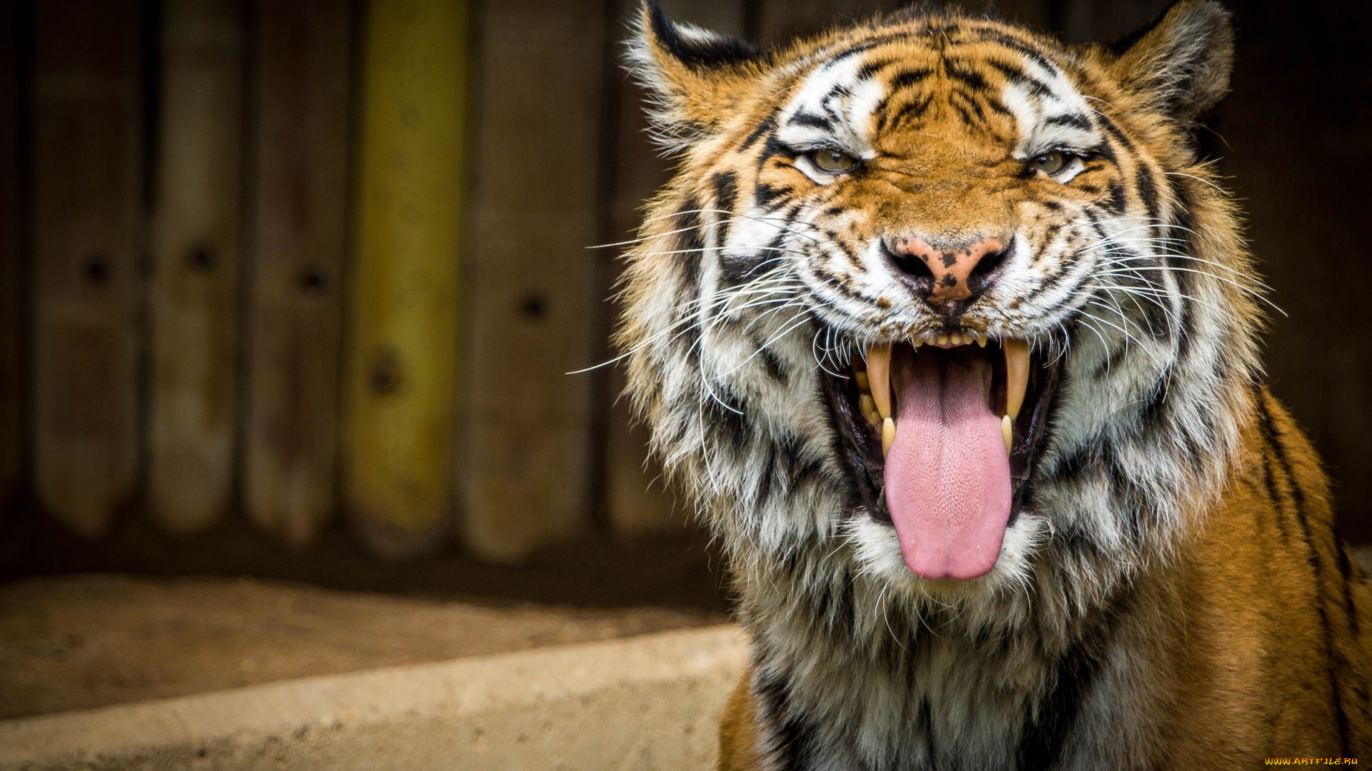 животные, тигры, пасть, кошка, морда, гримаса, язык, клыки