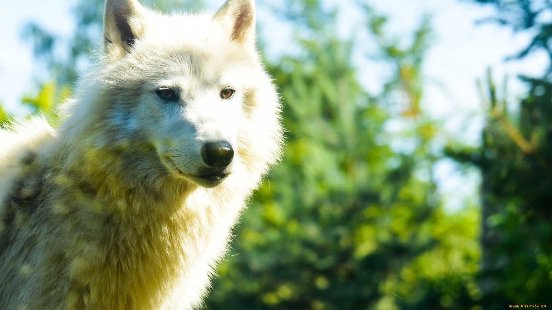 животные, волки, , койоты, , шакалы, белый, волк, красавец, мех, морда