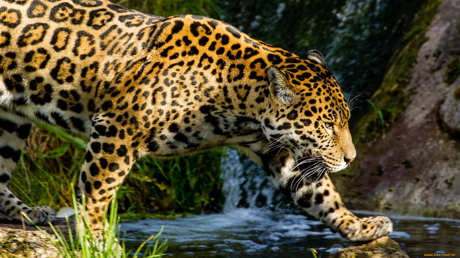 животные, Ягуары, кошка, пятна, профиль, прогулка, ручей, лето