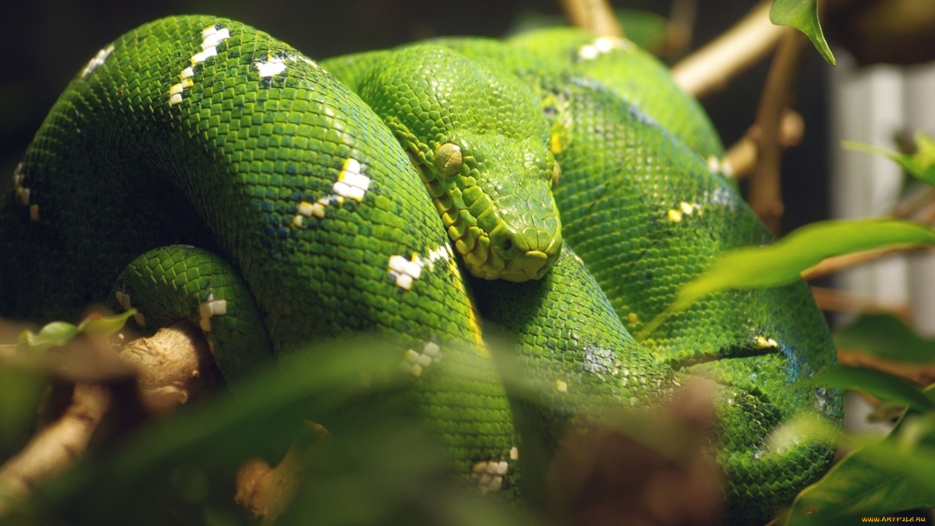 животные, змеи, , питоны, , кобры, зеленый, кольца