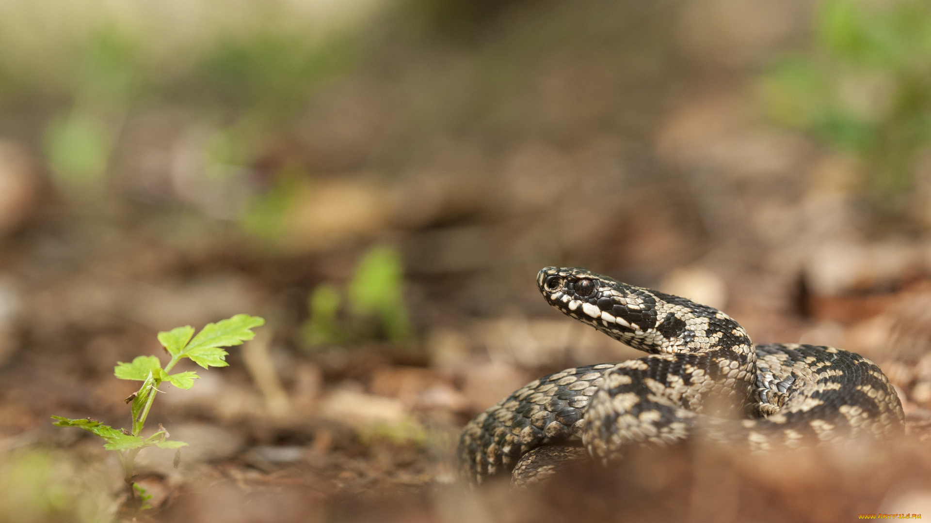 животные, змеи, , питоны, , кобры, змея, трава, макро