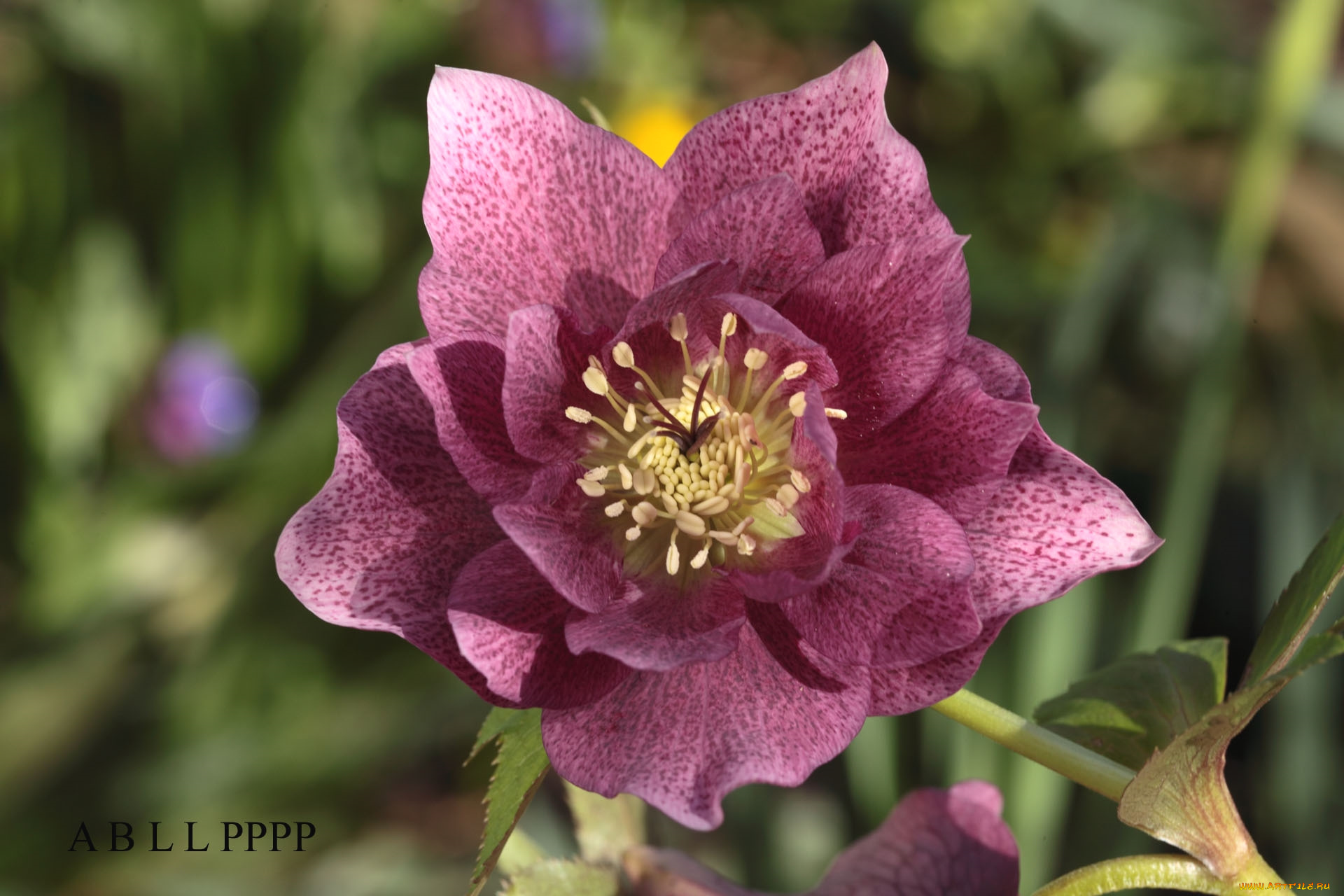 цветы, геллеборус, , морозник, макро