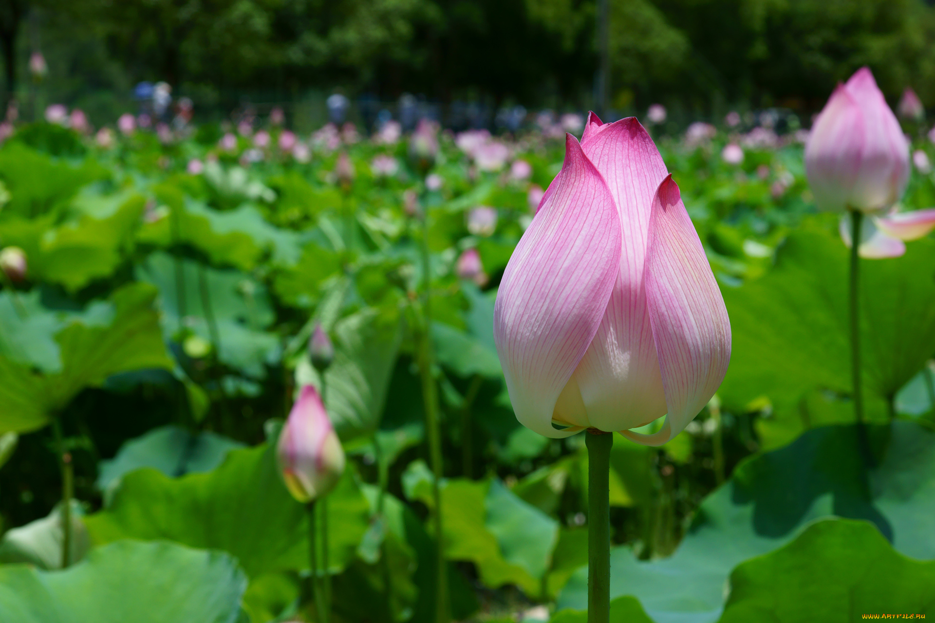 цветы, лотосы, листья
