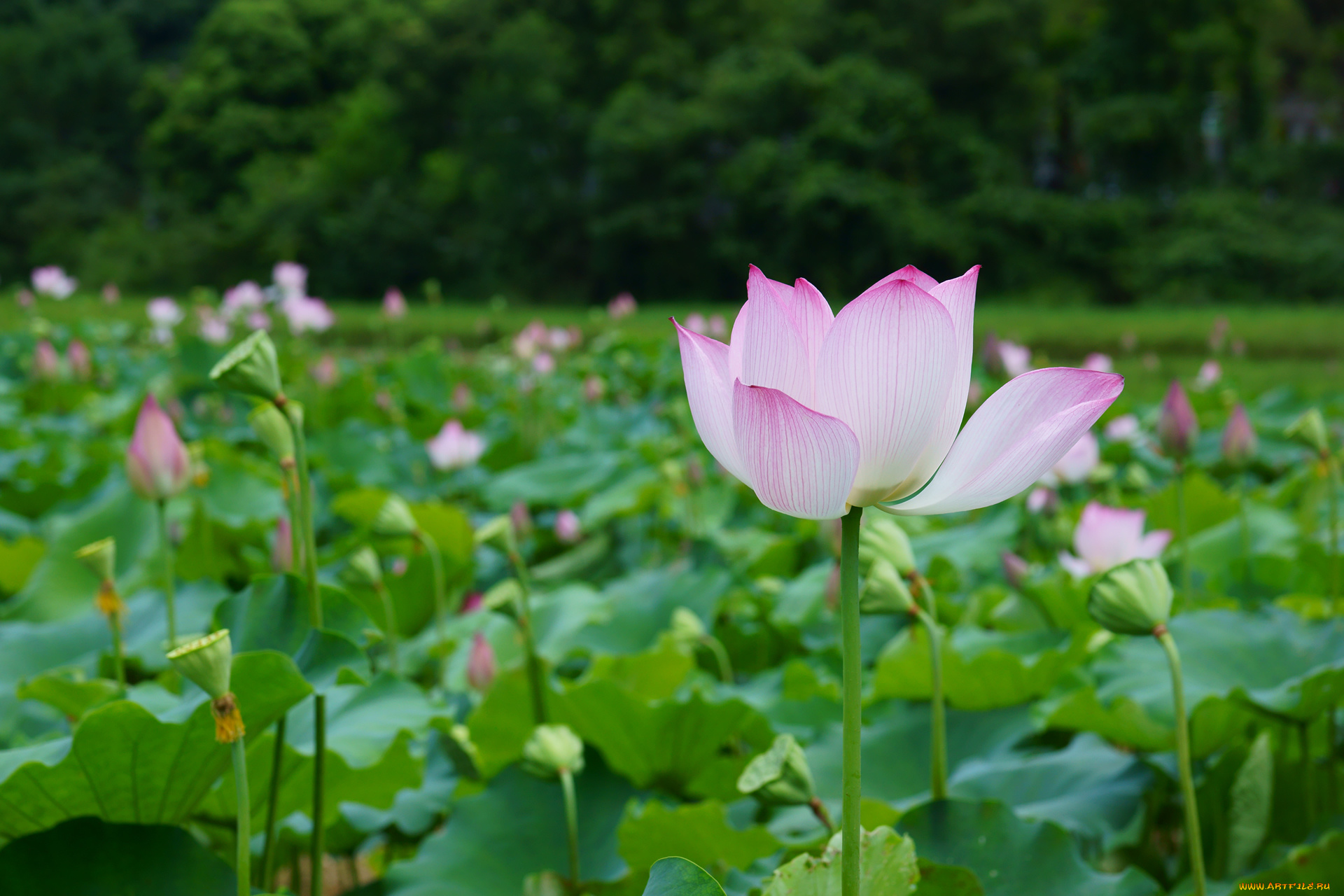 цветы, лотосы, листья