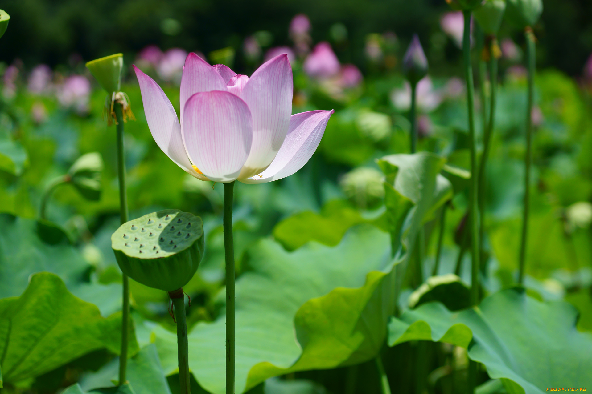 цветы, лотосы, листья