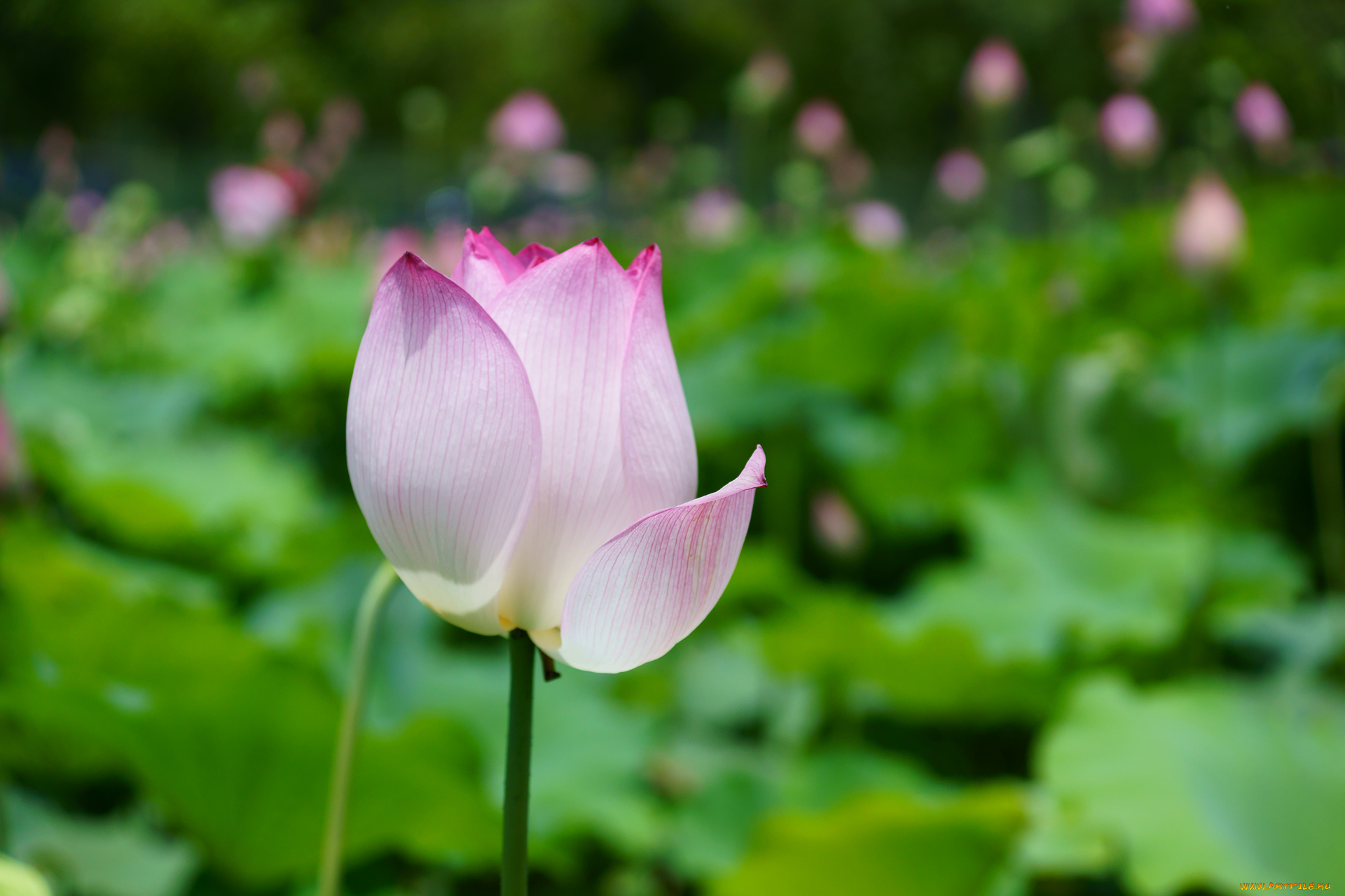 цветы, лотосы, листья