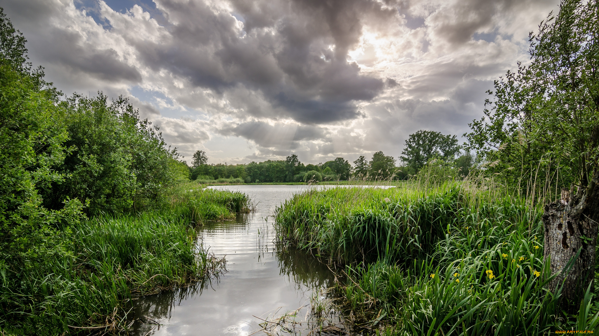 природа, реки, озера, лес, река, заводь, осока, лето