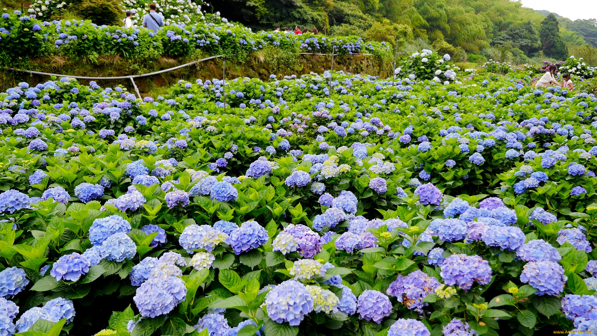 цветы, гортензия, природа, пейзаж, nature, landscape, flowers, hydrangea