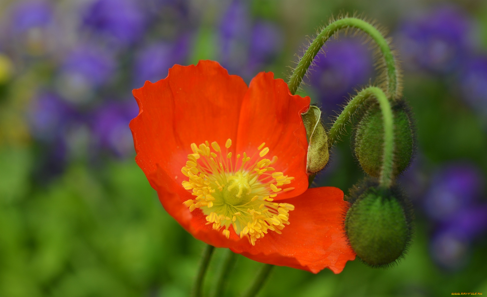 цветы, маки, макро, лепестки, красный, мак