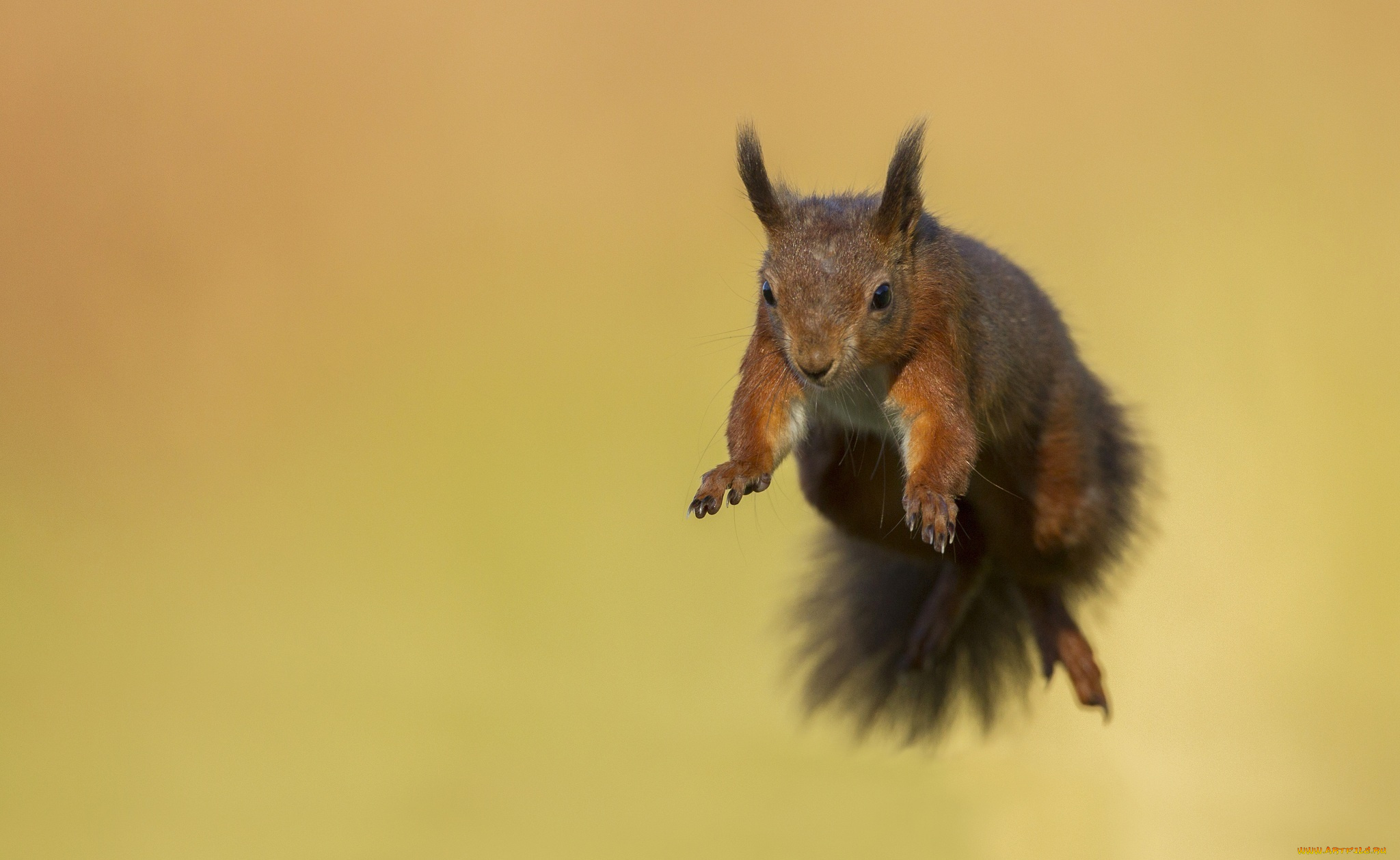 животные, белки, прыжок, зверек, грызун, белка, полет, мордочка