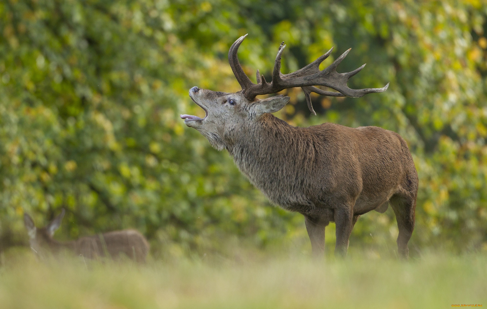 животные, олени, рога, красавец, осень, профиль, зов
