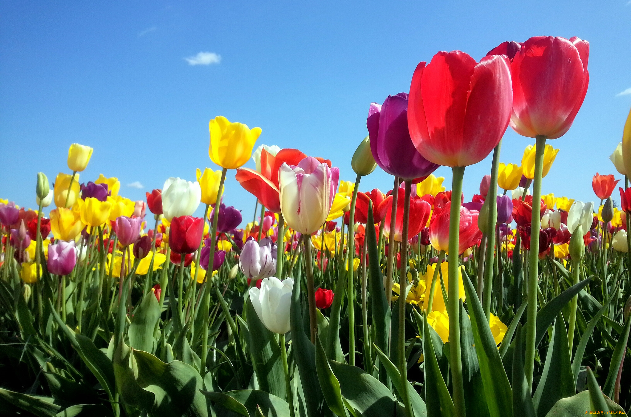 цветы, тюльпаны, яркие