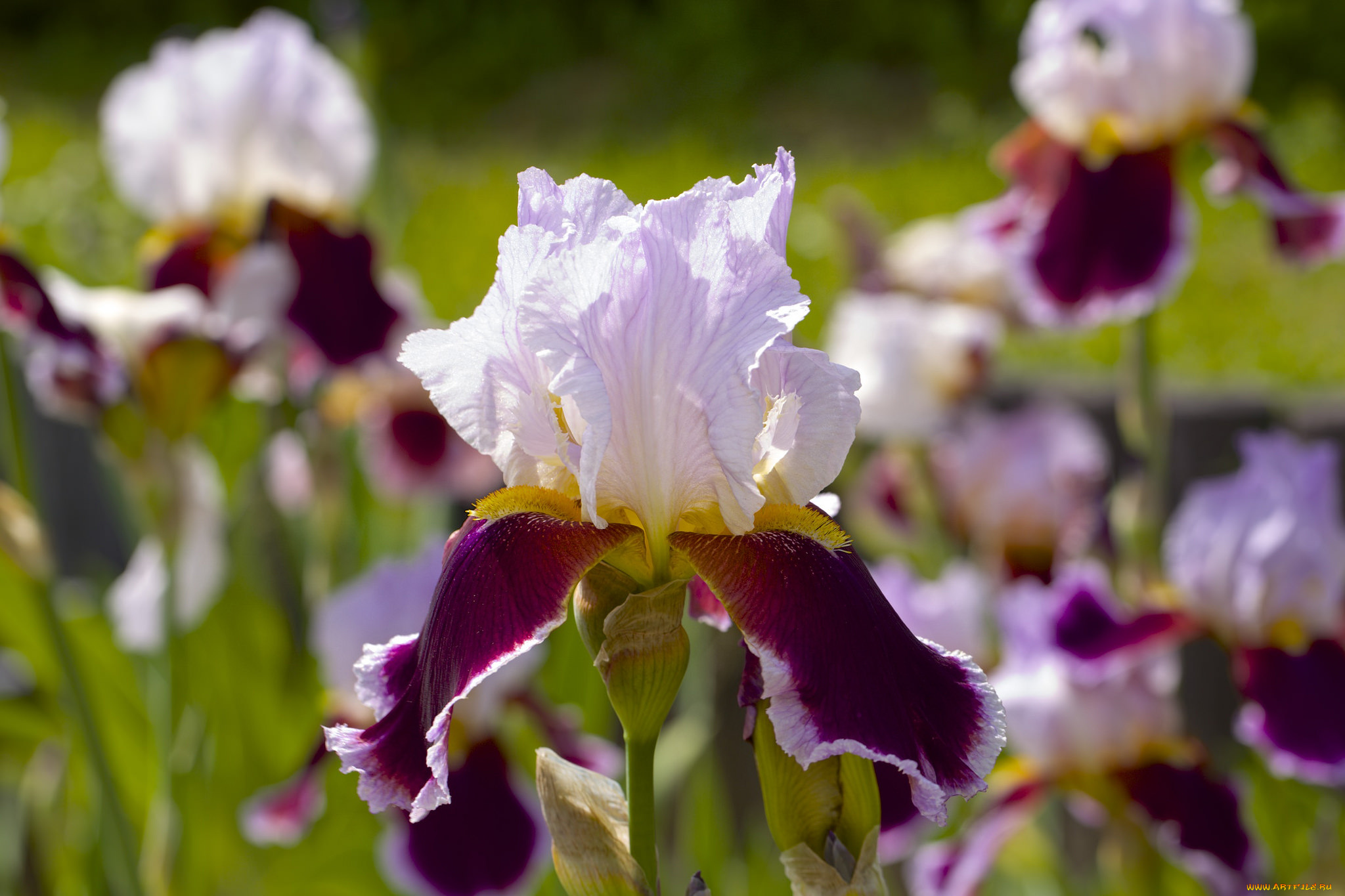 цветы, ирисы, касатики