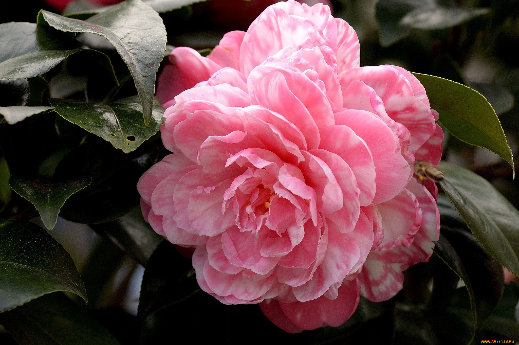 цветы, камелии, макро