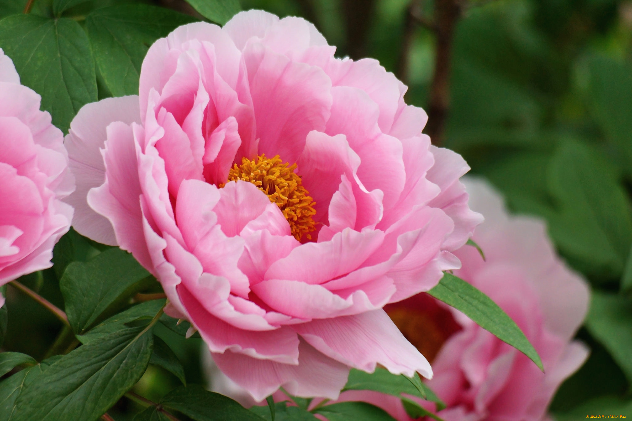 цветы, пионы, макро