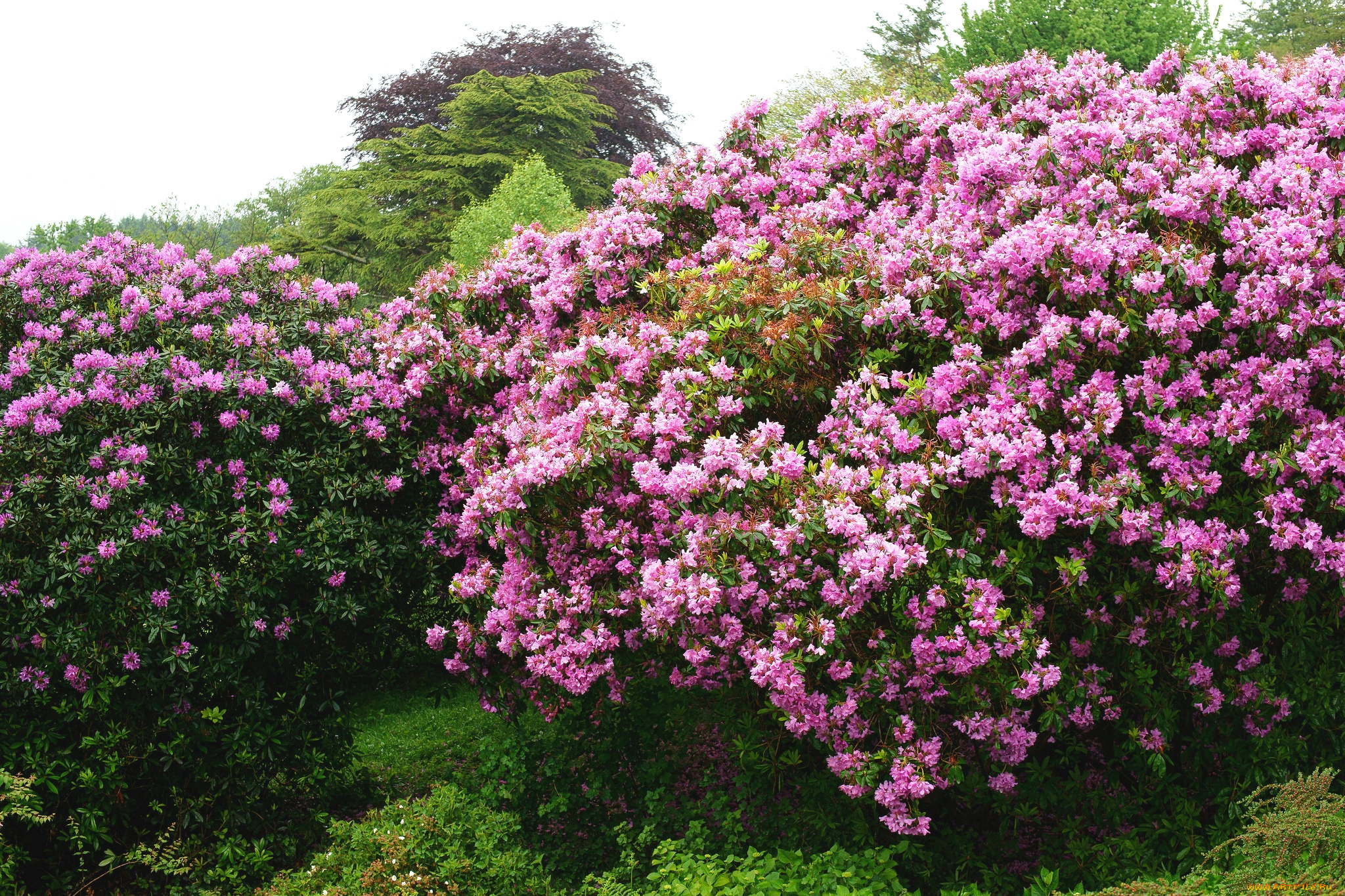 цветы, рододендроны, , азалии, кусты