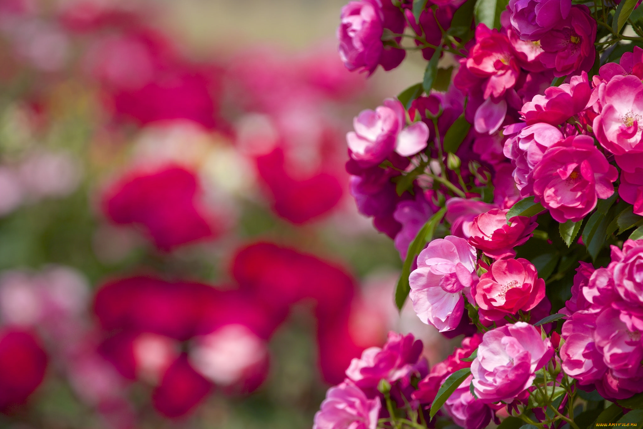 цветы, розы, розовый