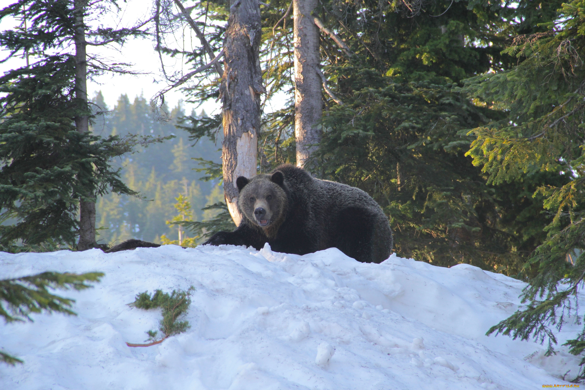 животные, медведи, топтыгин, снег