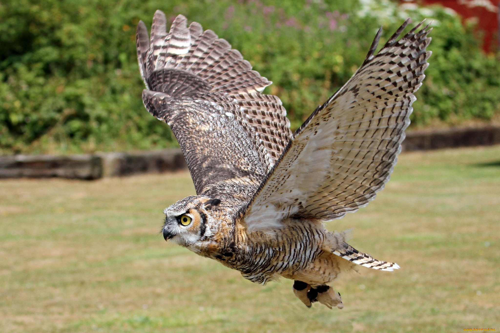 животные, совы, полет