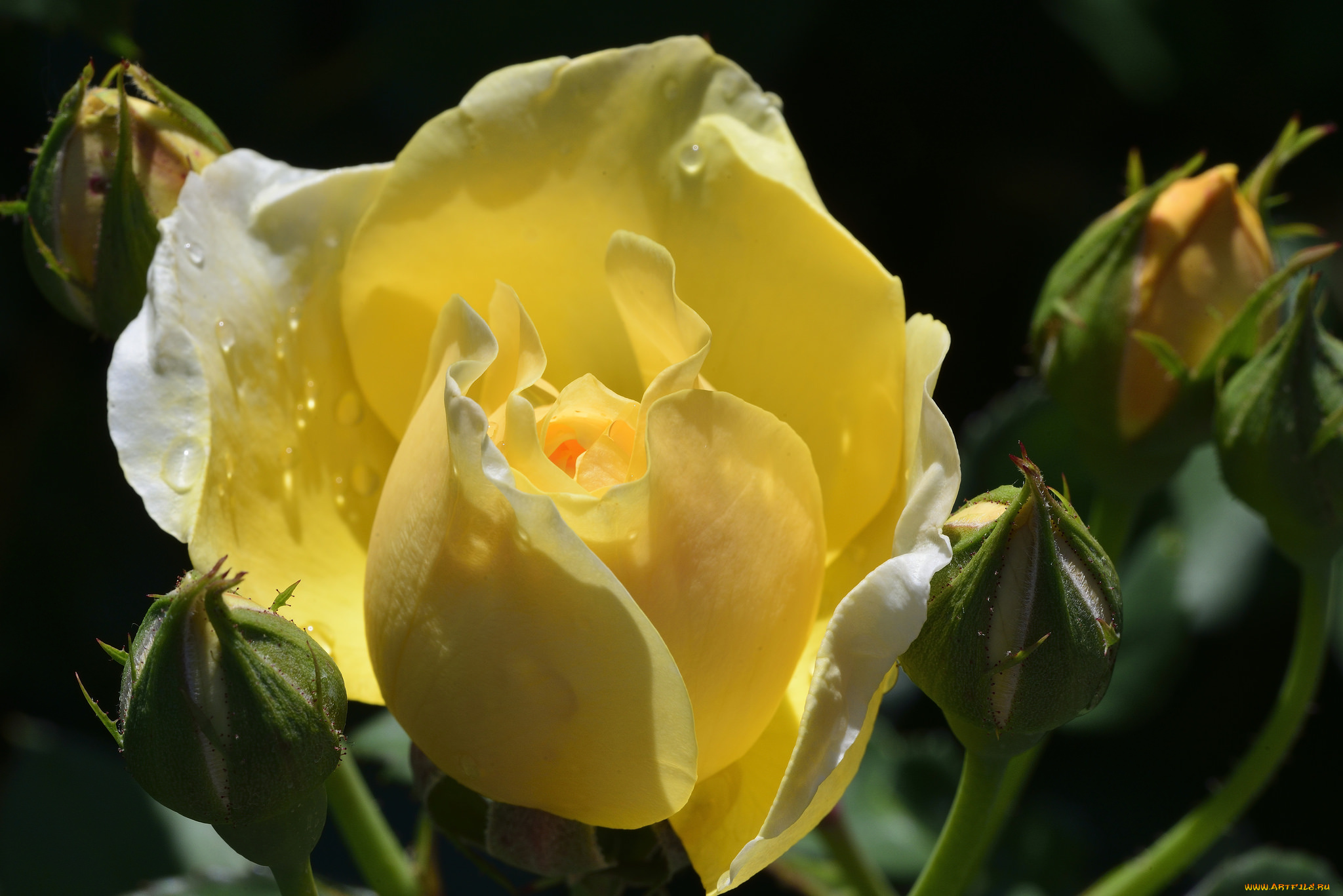 цветы, розы, бутон, макро