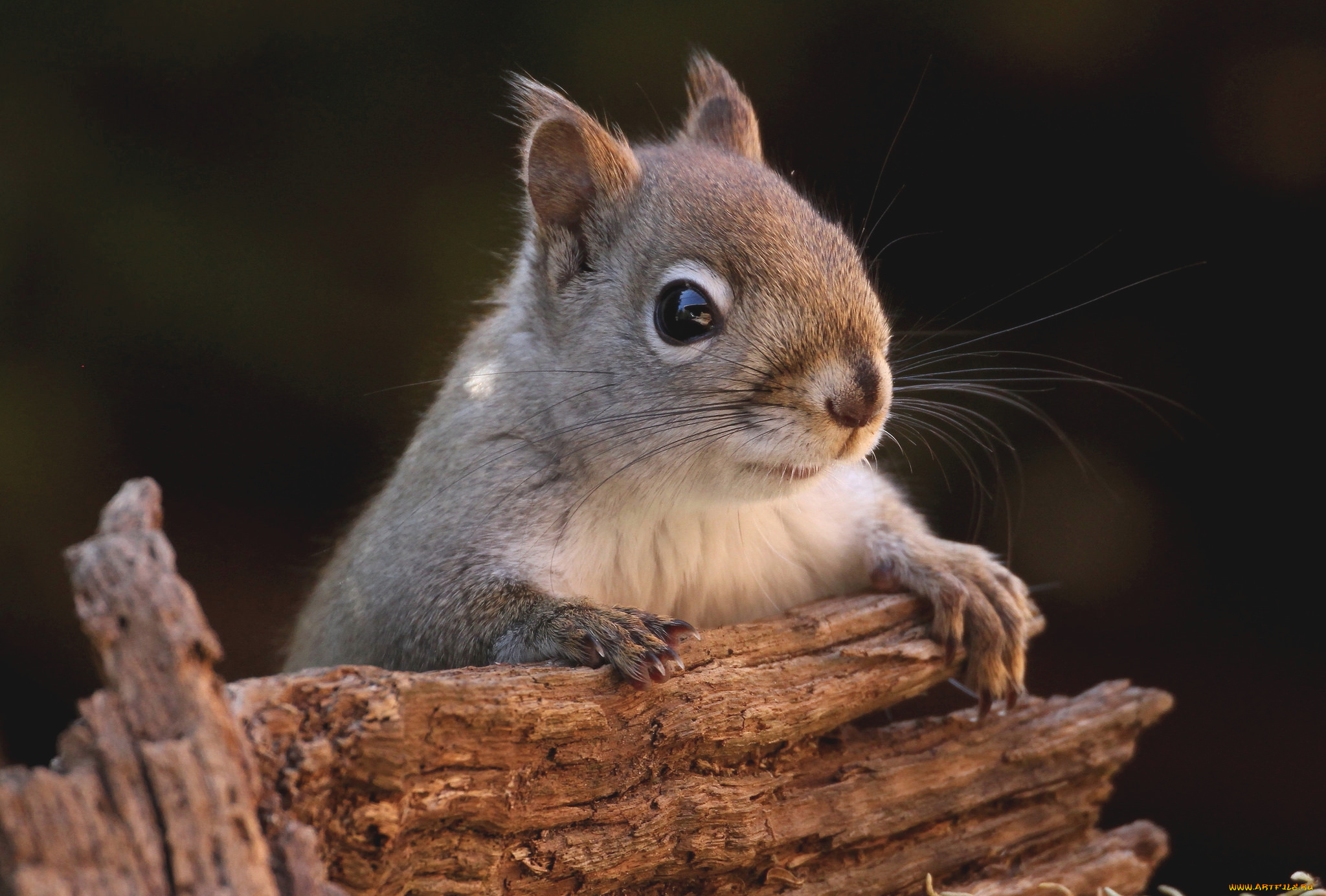 животные, белки, бельчонок