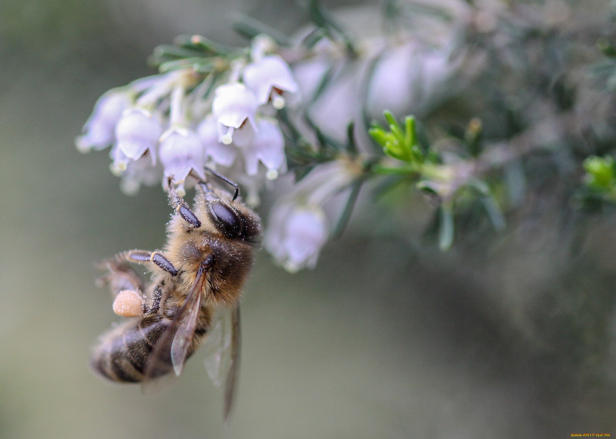 животные, пчелы, , осы, , шмели, пчела