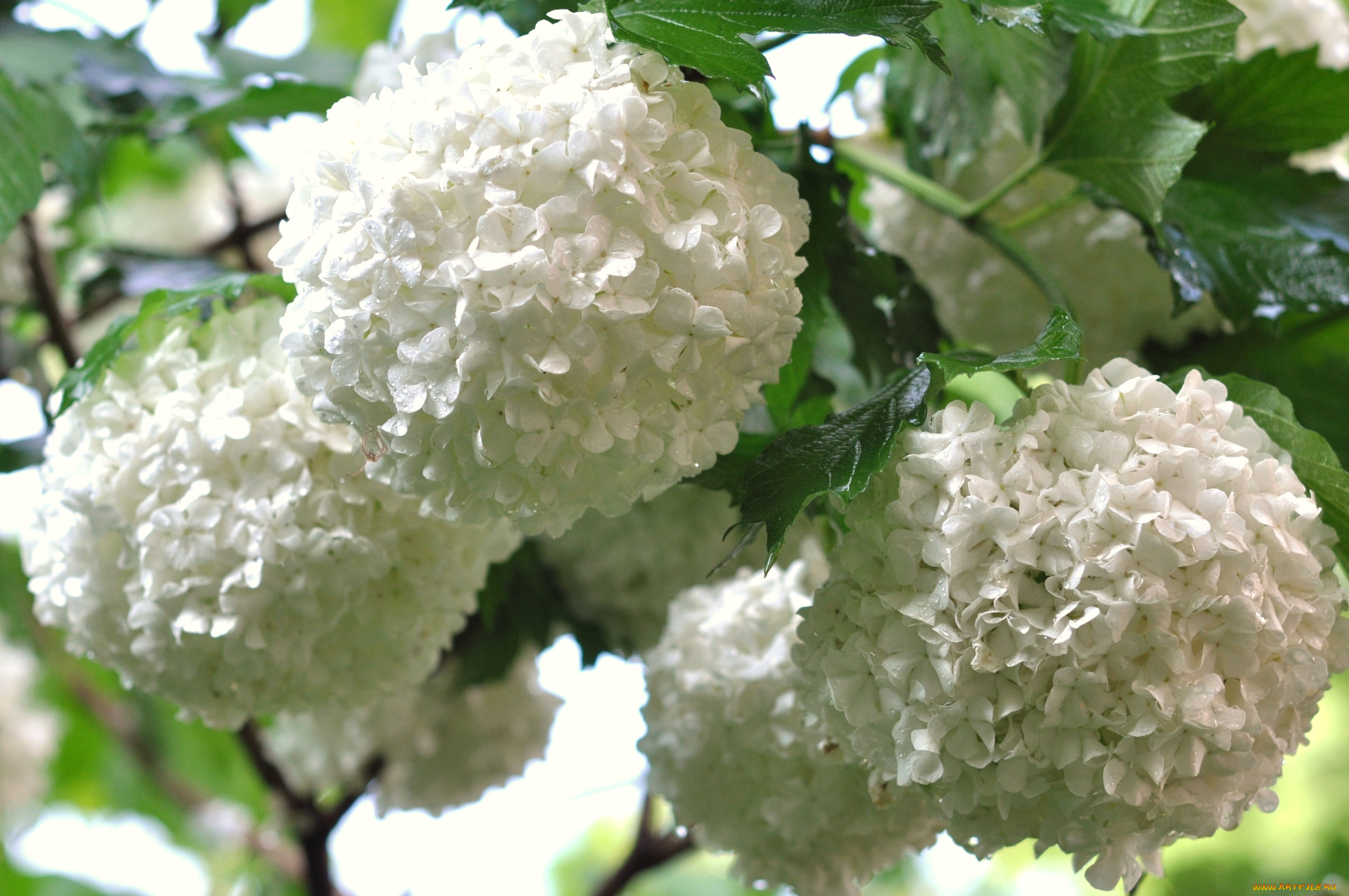 цветы, гортензия, шары