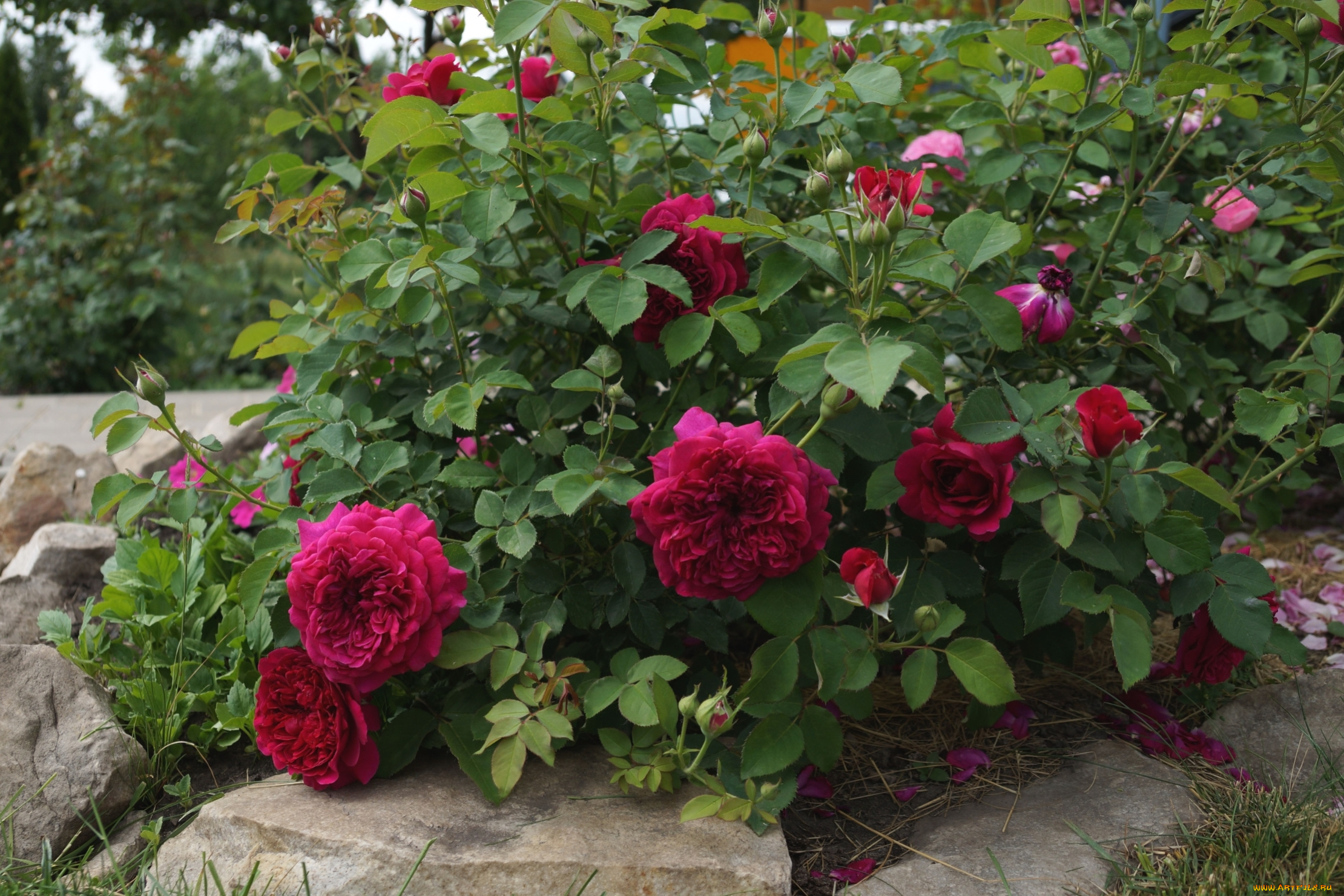 цветы, розы, куст