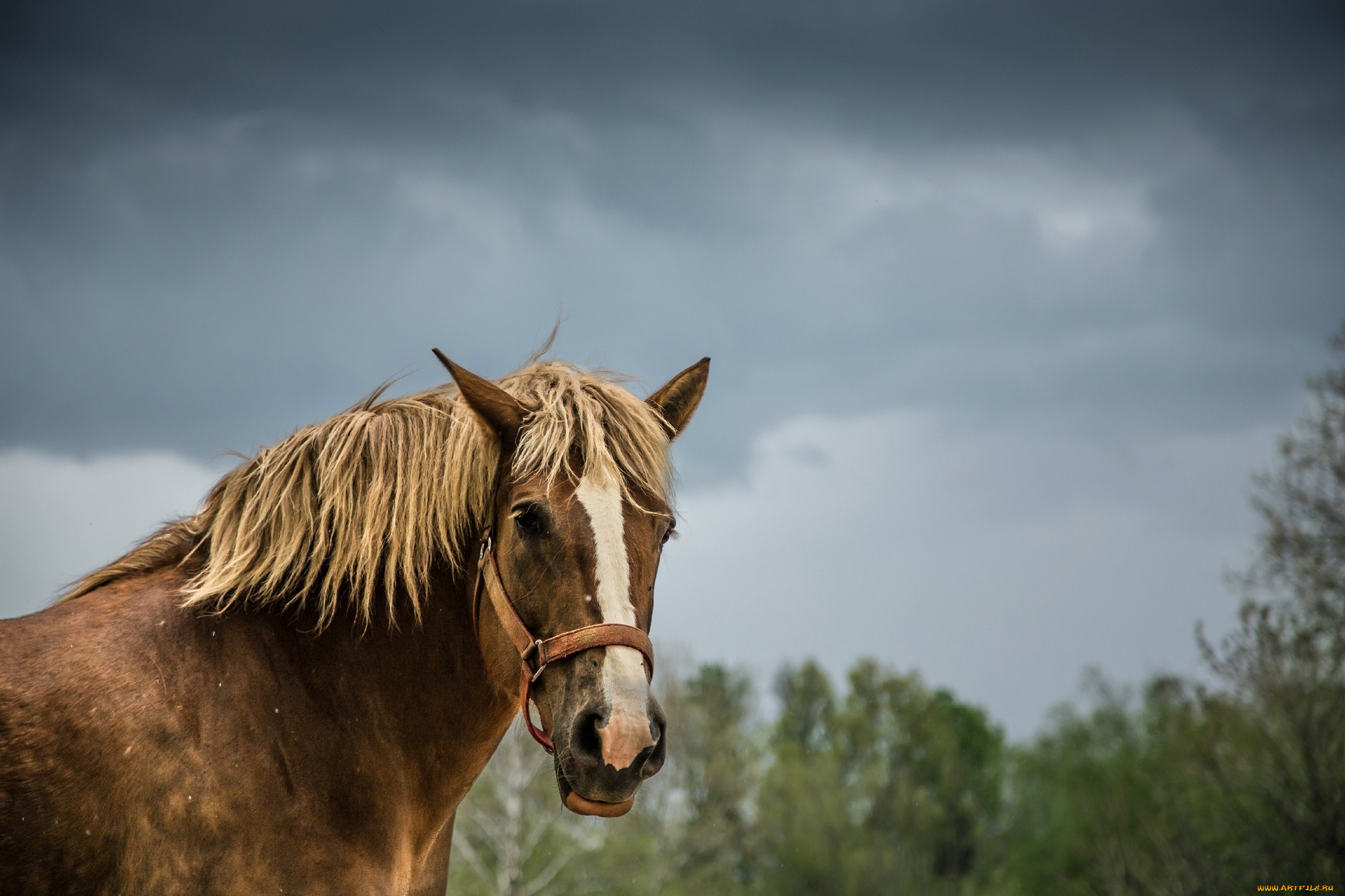 животные, лошади, морда, грива, конь, небо