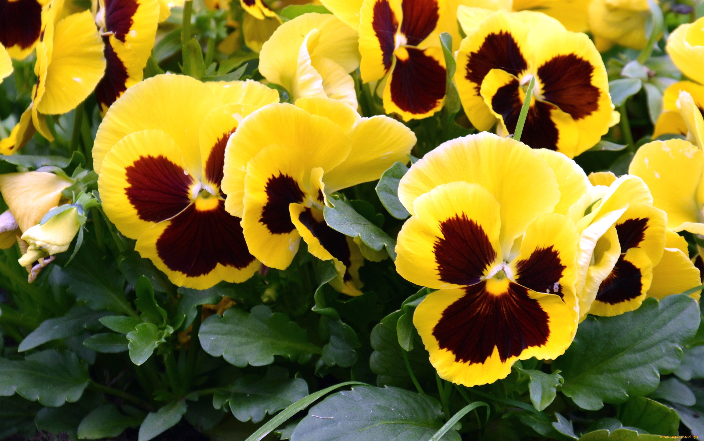 цветы, анютины, глазки, , садовые, фиалки, виола