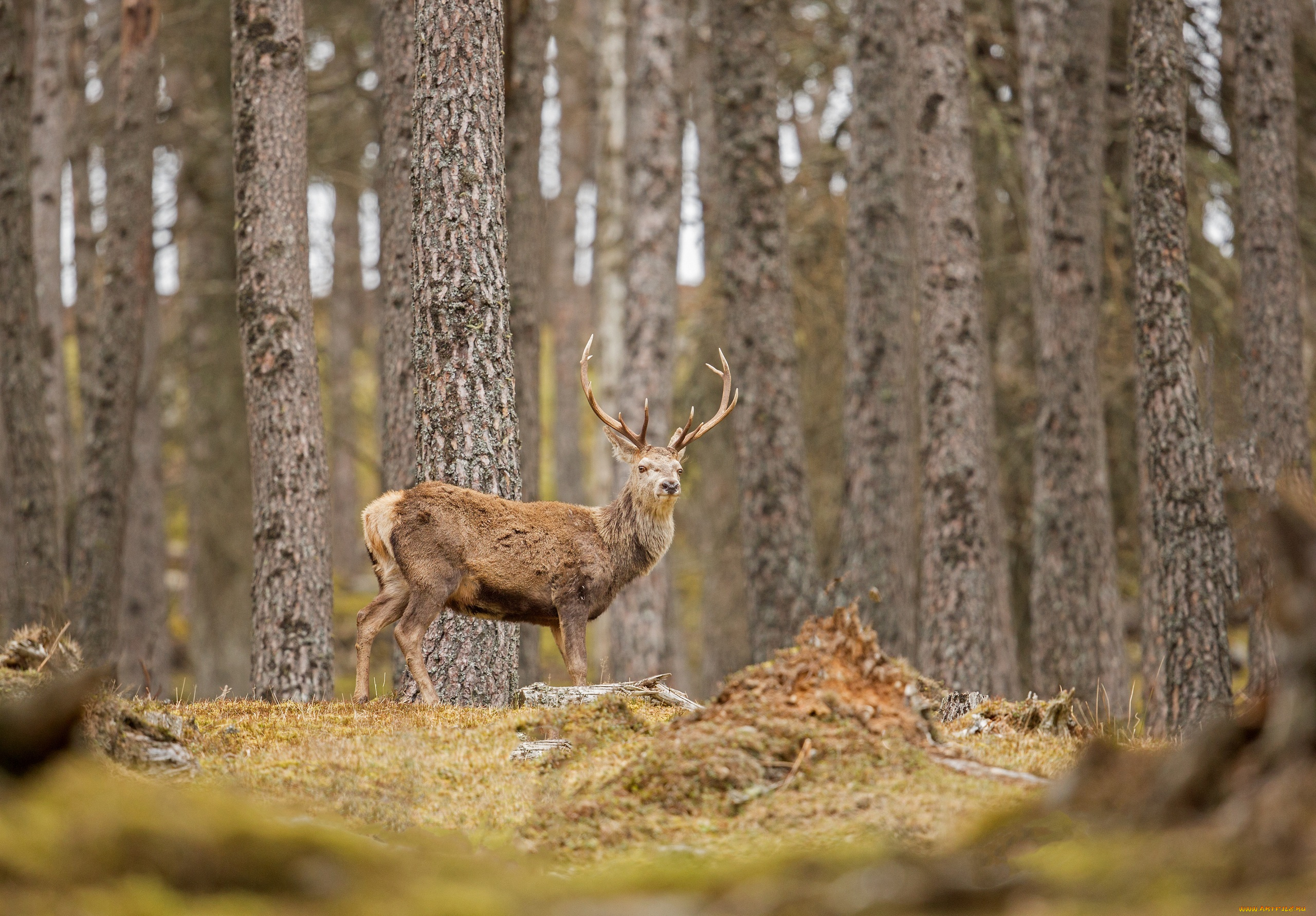 животные, олени, лес, осень, деревья, рога, поза