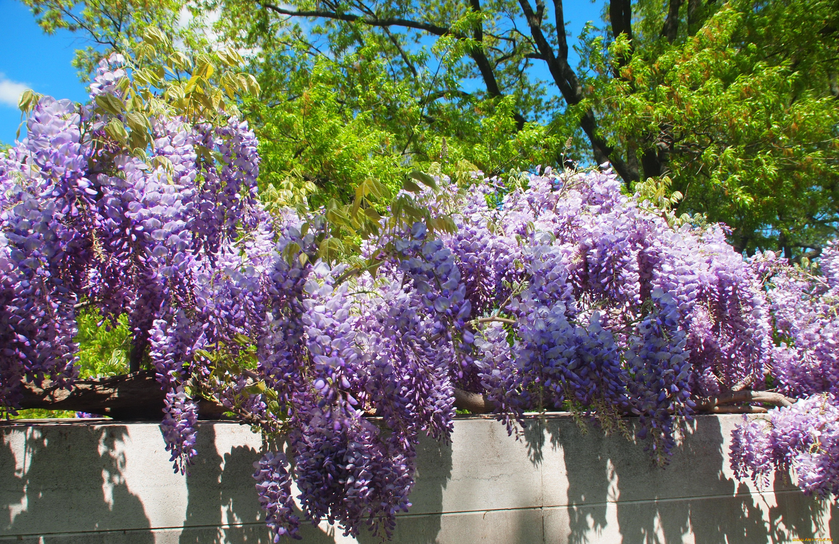 цветы, глициния, вистерия