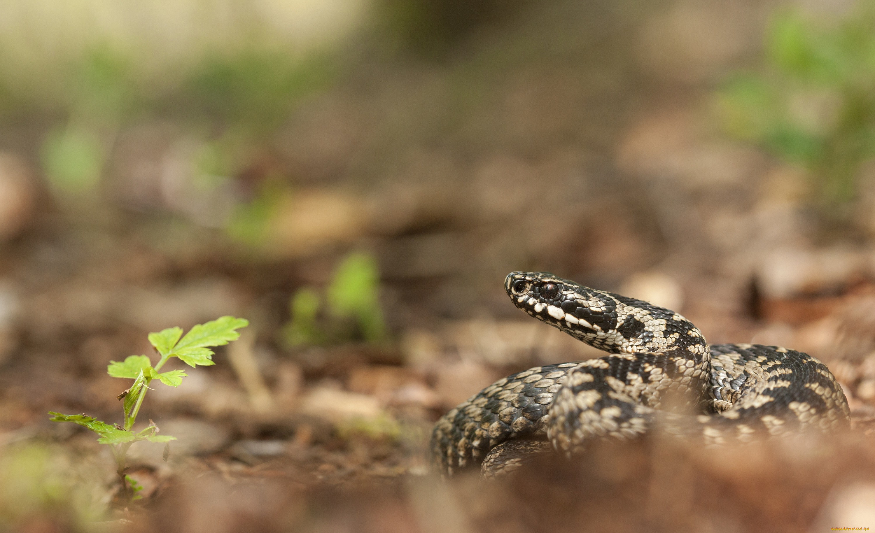 животные, змеи, , питоны, , кобры, змея, трава, макро