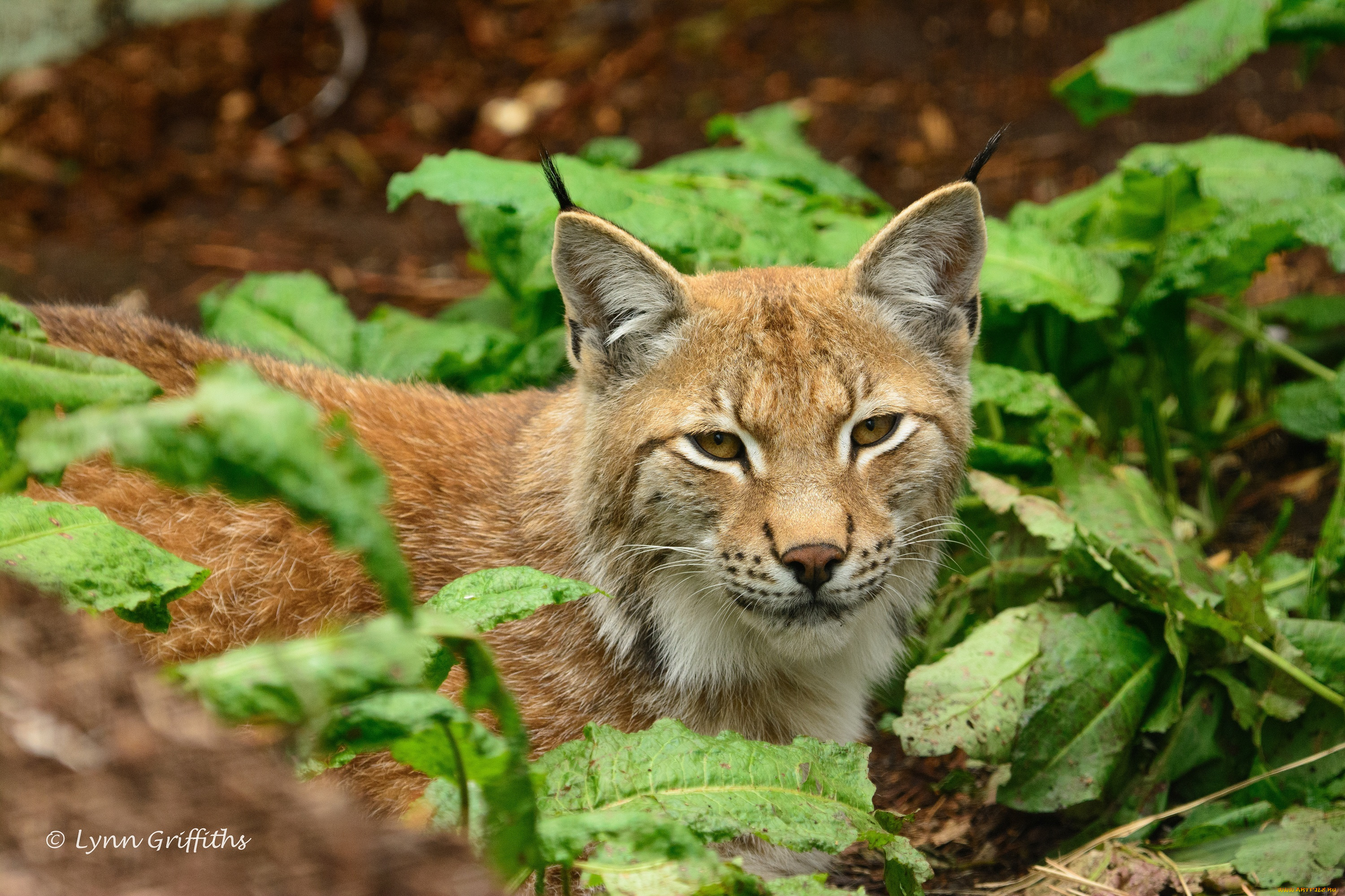животные, рыси, кошка, морда, заросли, отдых