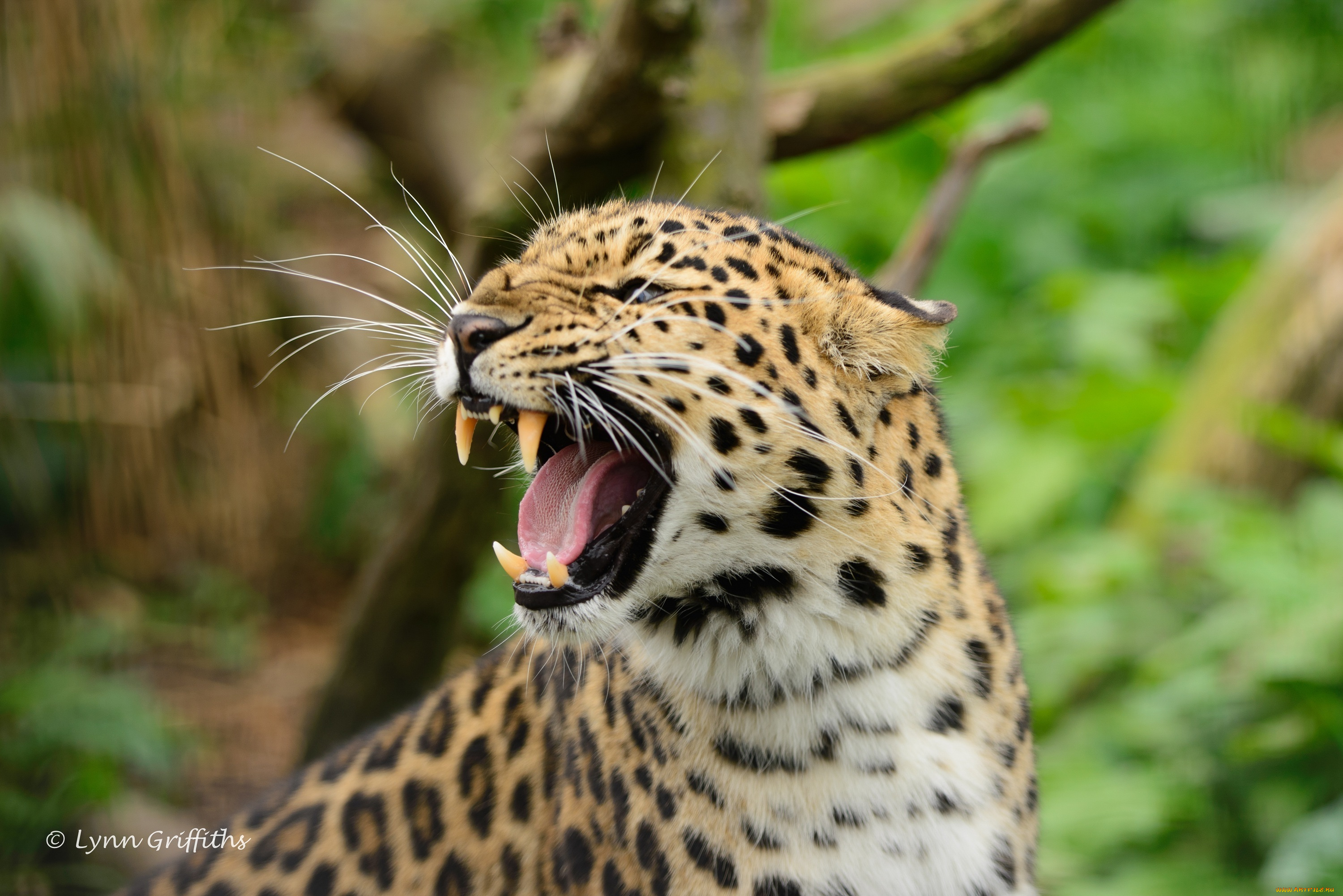 животные, леопарды, клыки, оскал, ярость, амурский, кошка, хищник, пасть, злость