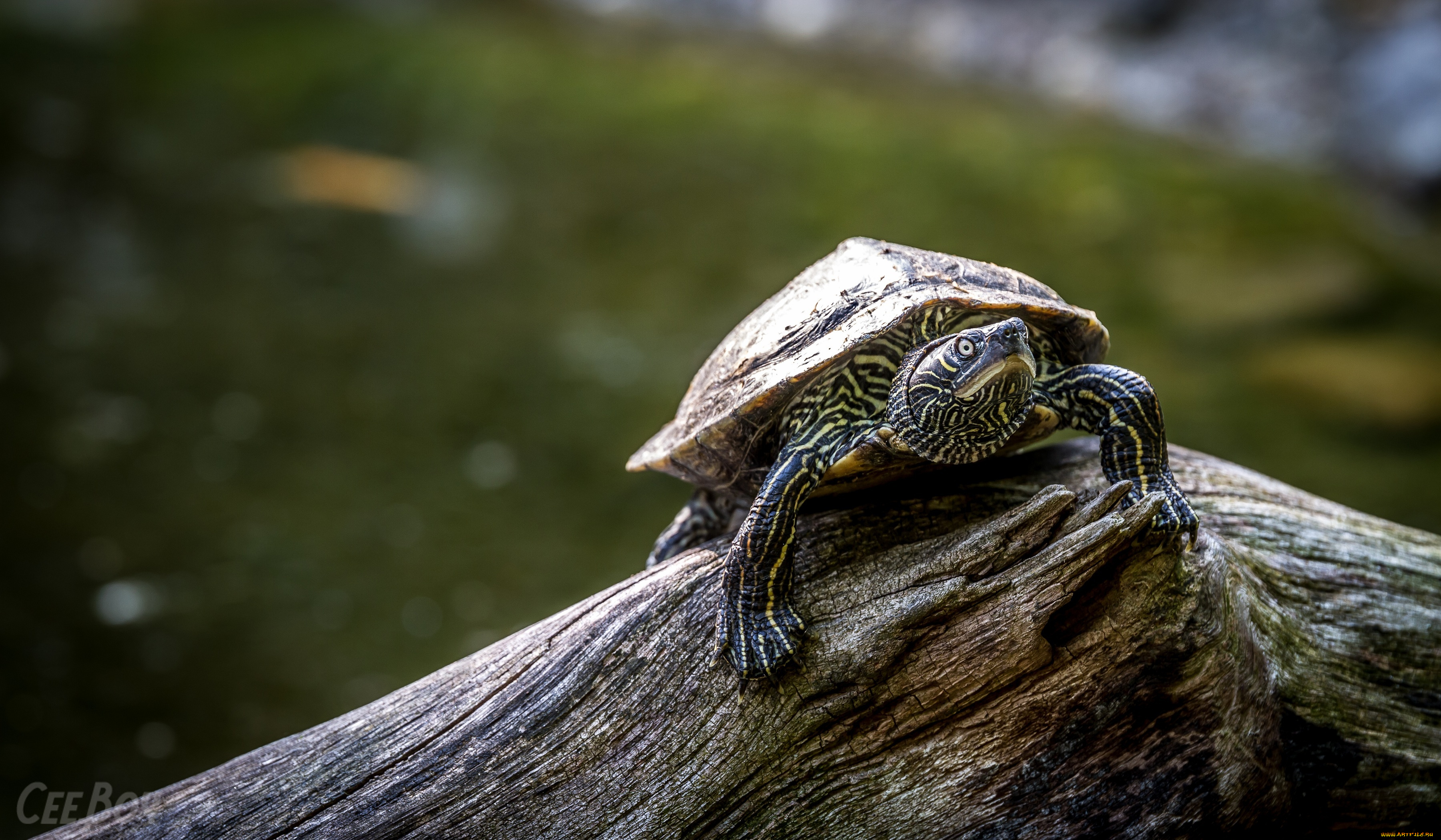 животные, Черепахи, панцирь, бревно