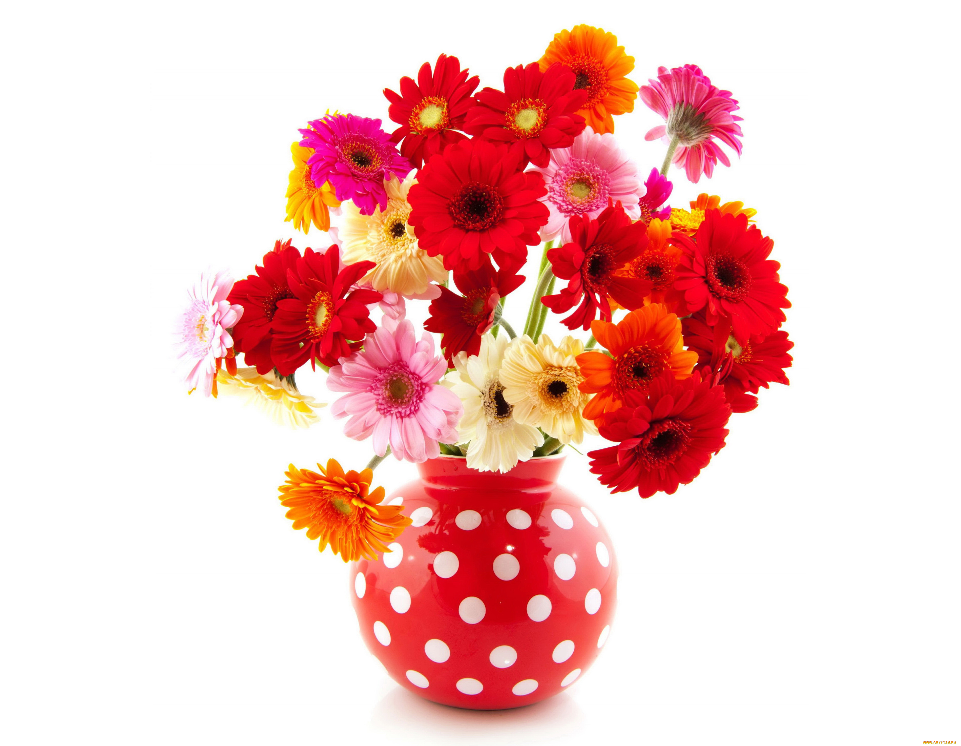 цветы, герберы, много, ваза