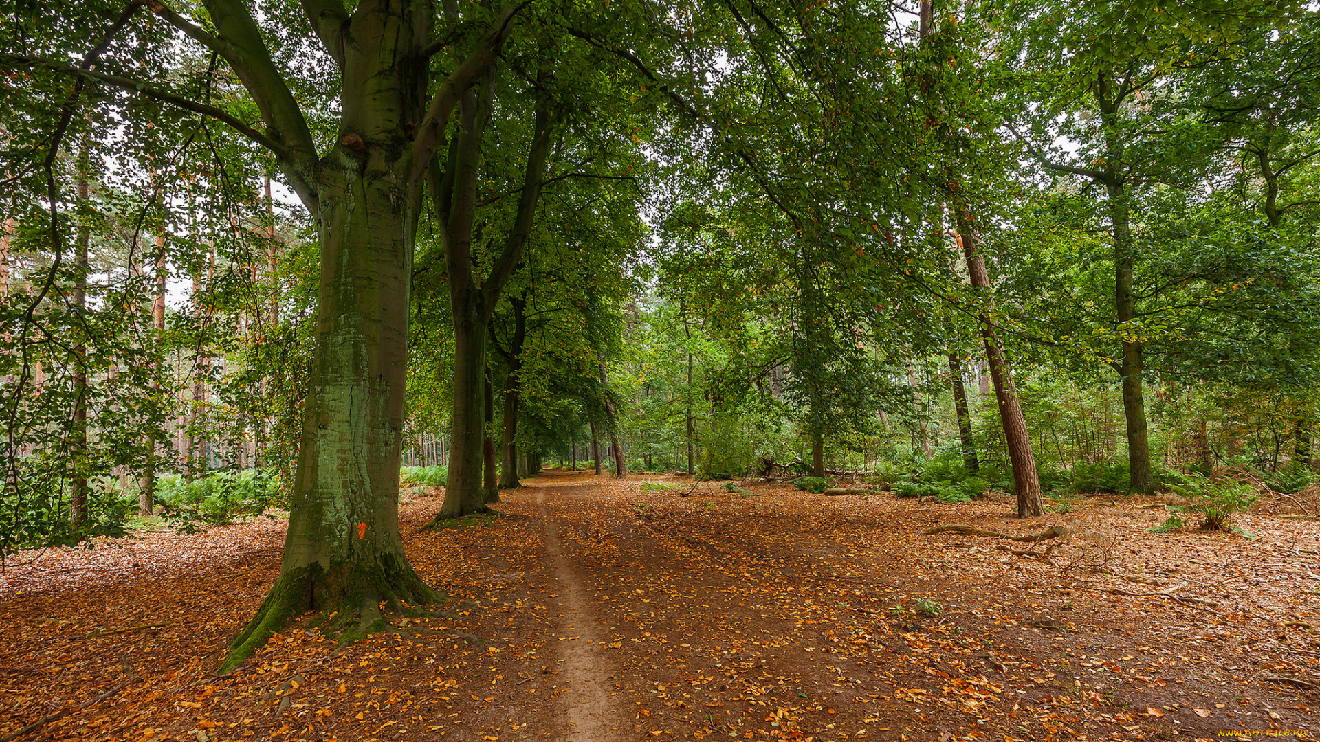 природа, дороги, тракт