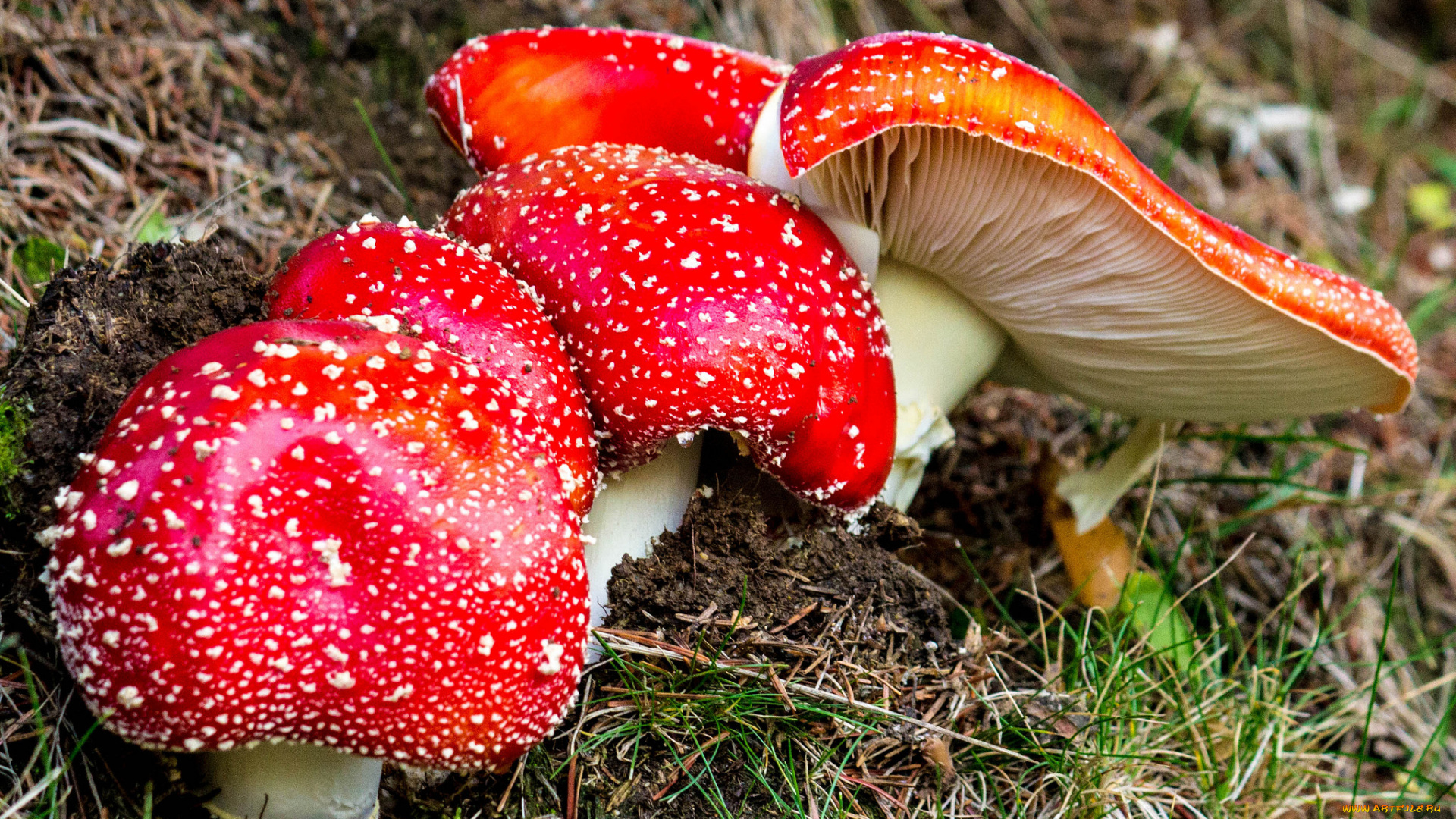 природа, грибы, , мухомор, грибочки