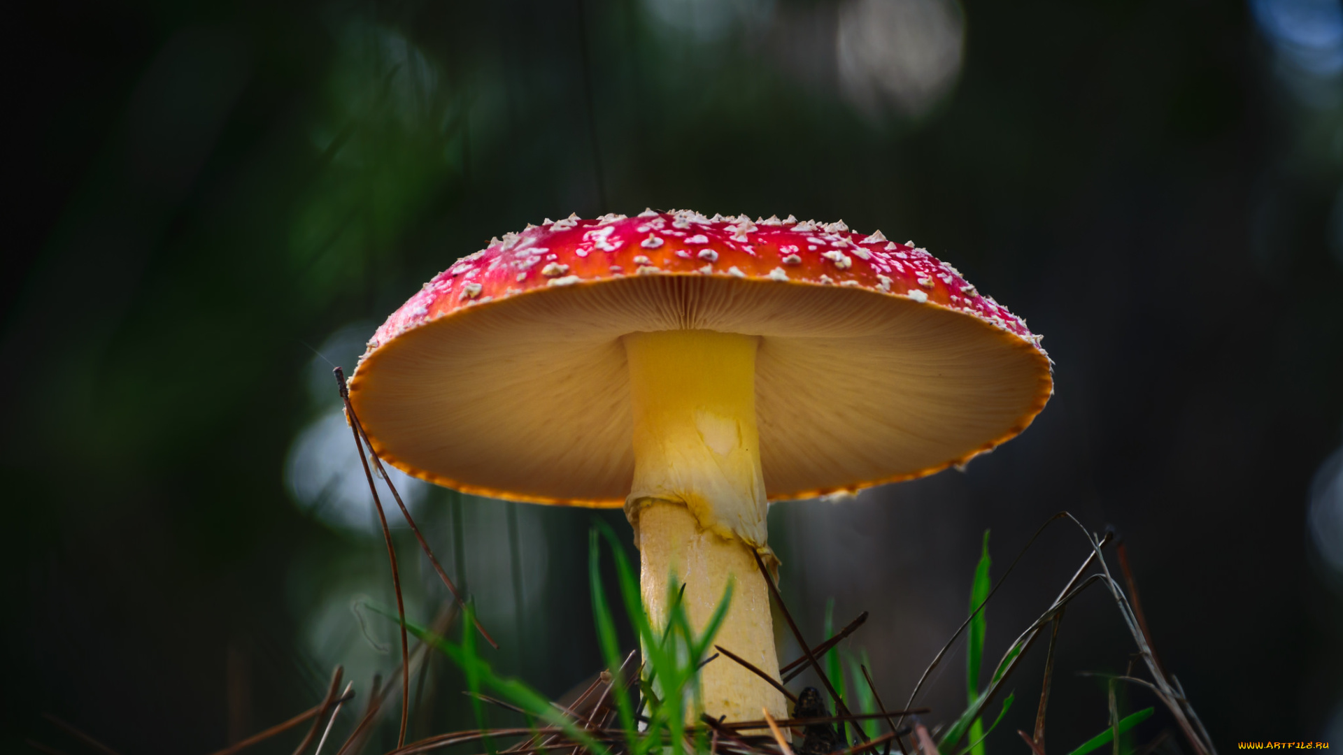 природа, грибы, , мухомор, грибок