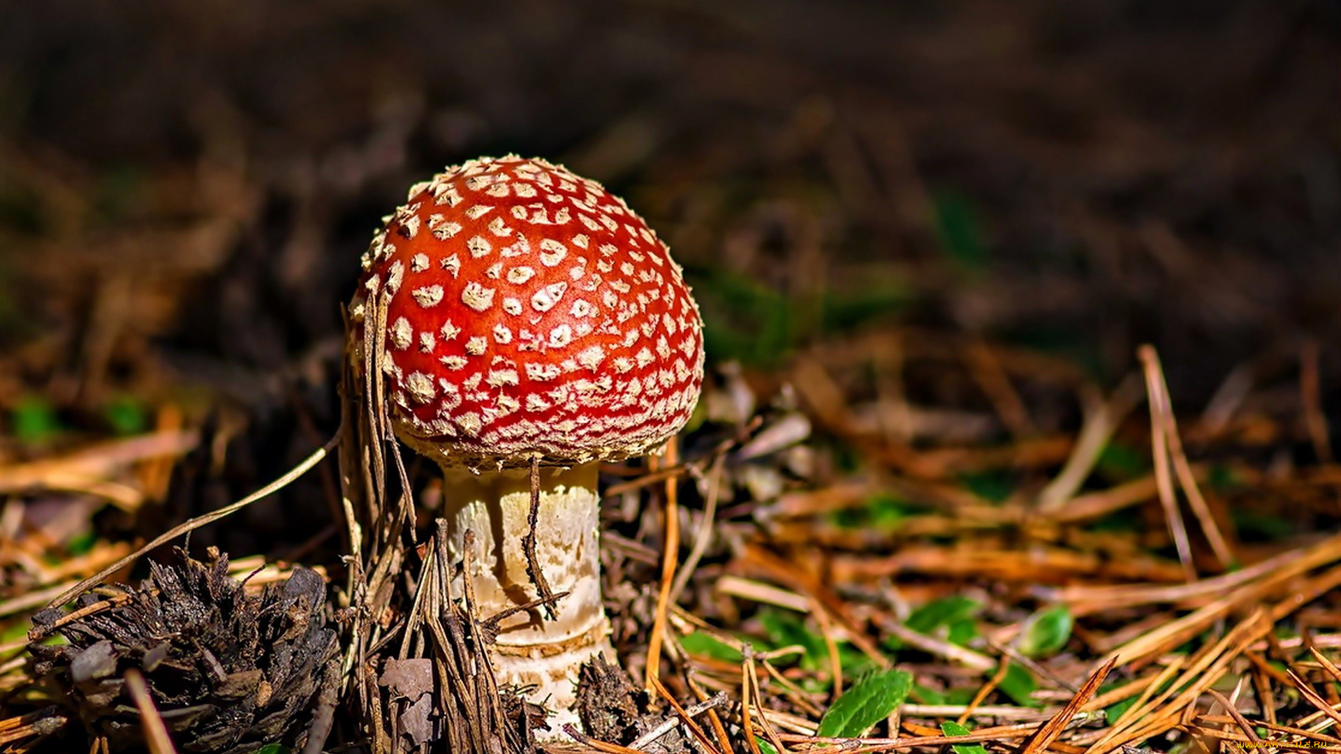 природа, грибы, , мухомор, одиночка