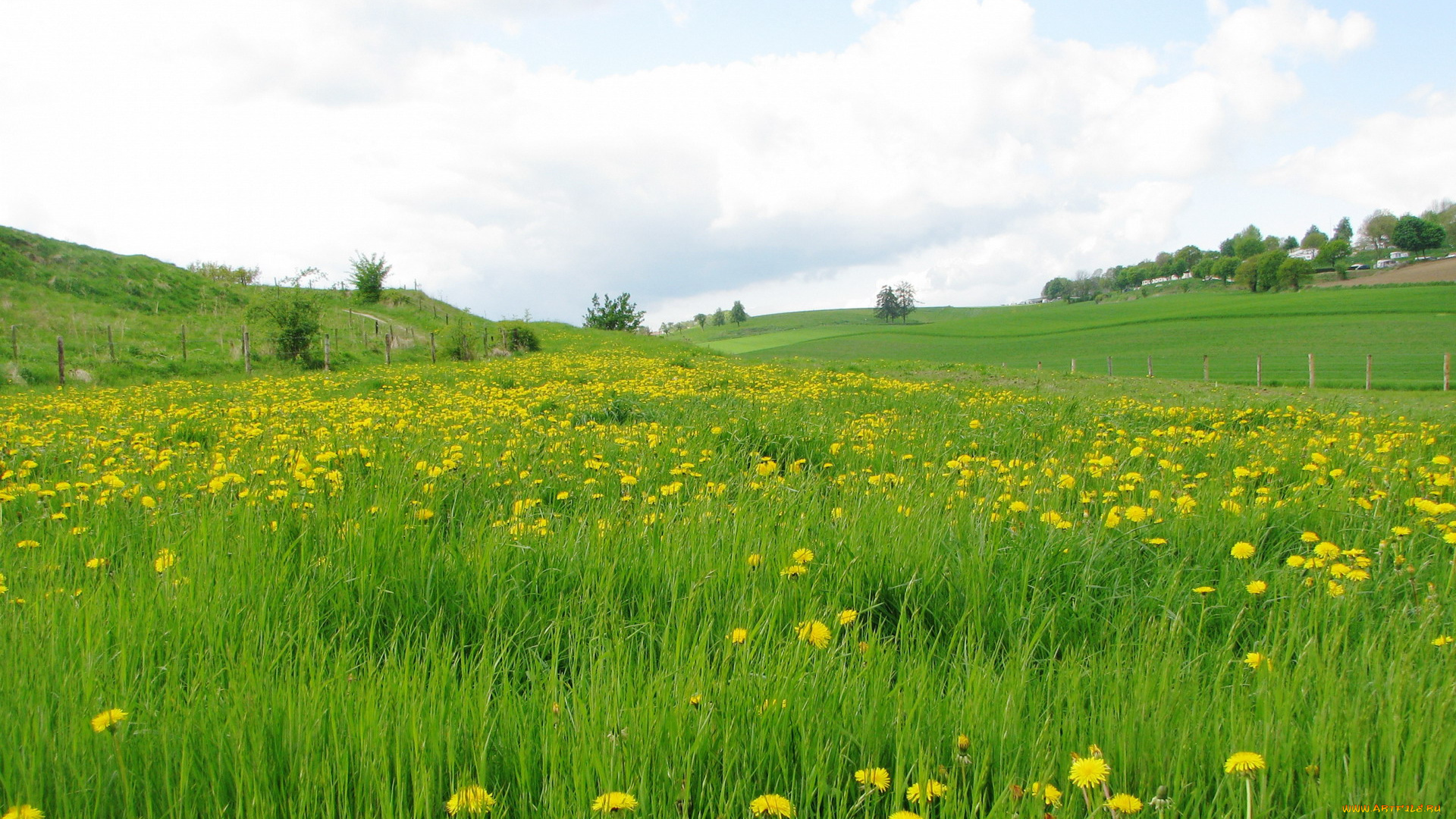 природа, луга, простор, трава, одуванчики