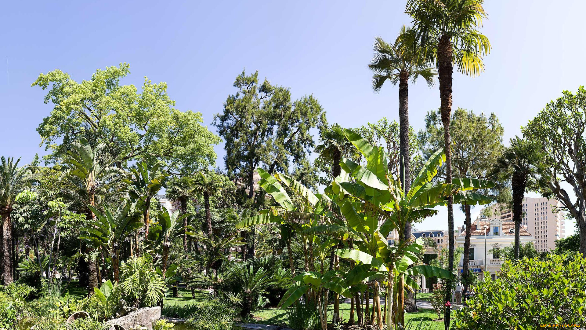 природа, парк, пальмы, дома, здания, озеро, деревья