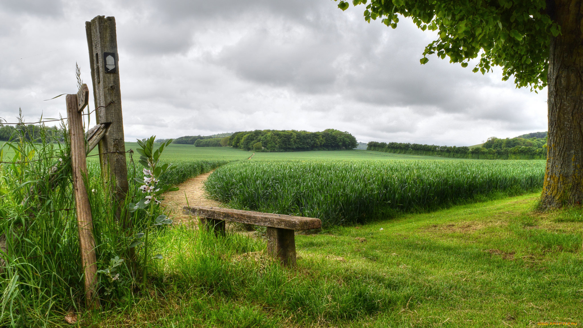 природа, пейзажи, дерево, забор, скамья, лето